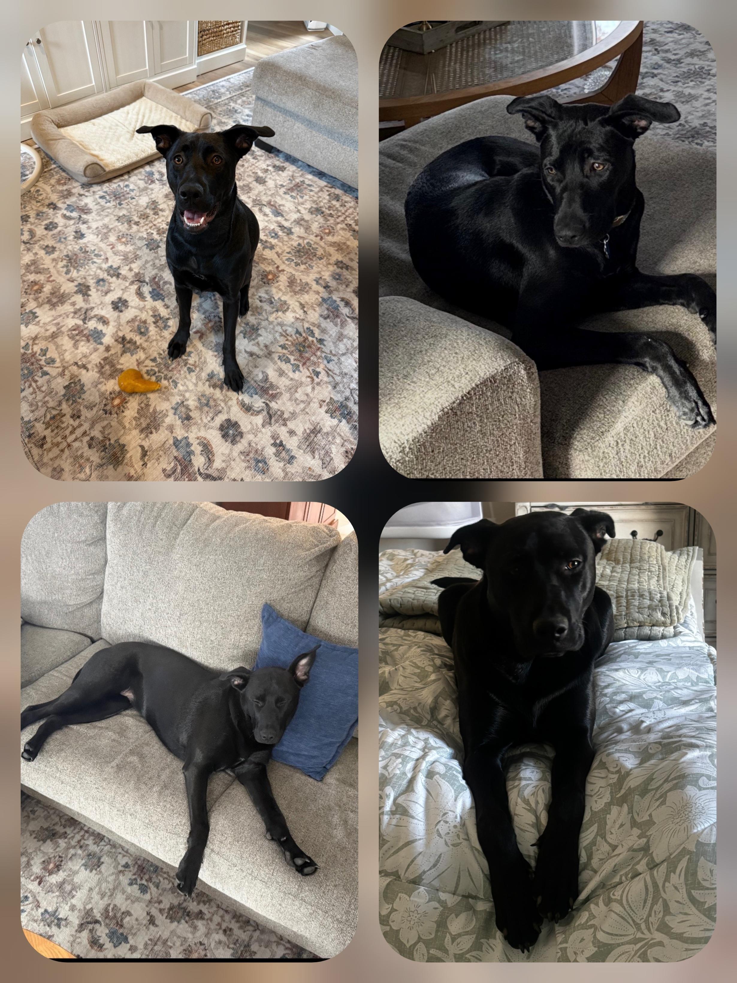 Bella, ADOPTABLE, Young Female Black Labrador Retriever.