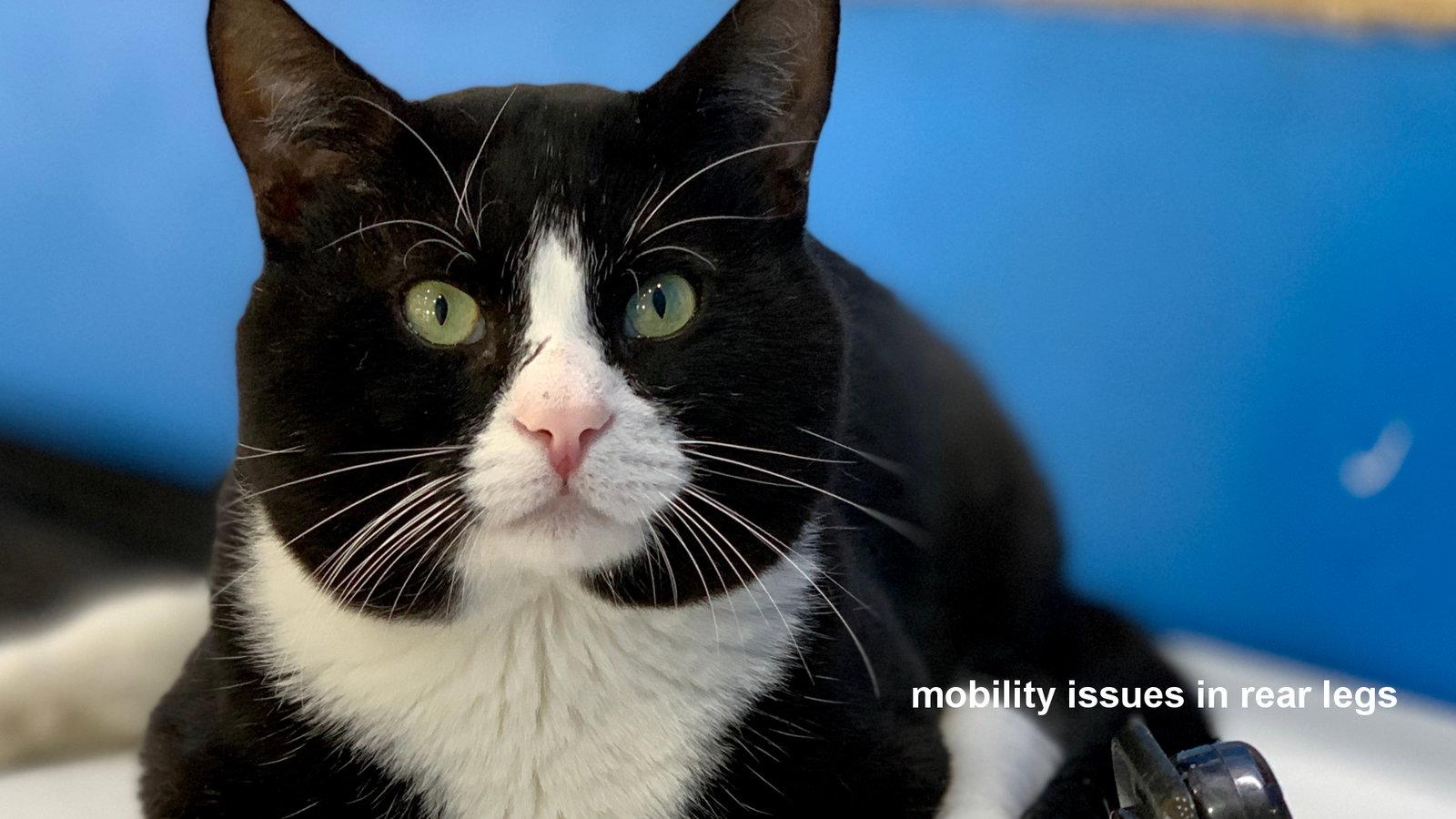 Professor X, a Adopted Domestic Short Hair in Santa Rosa, CA image 2/3