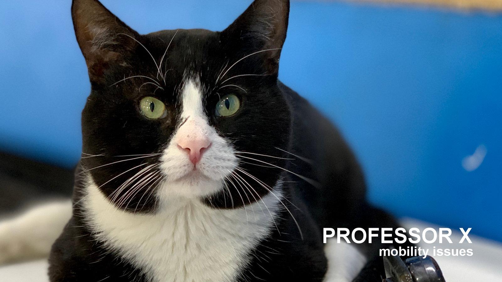 Professor X, a Adopted Domestic Short Hair in Santa Rosa, CA image 3/3