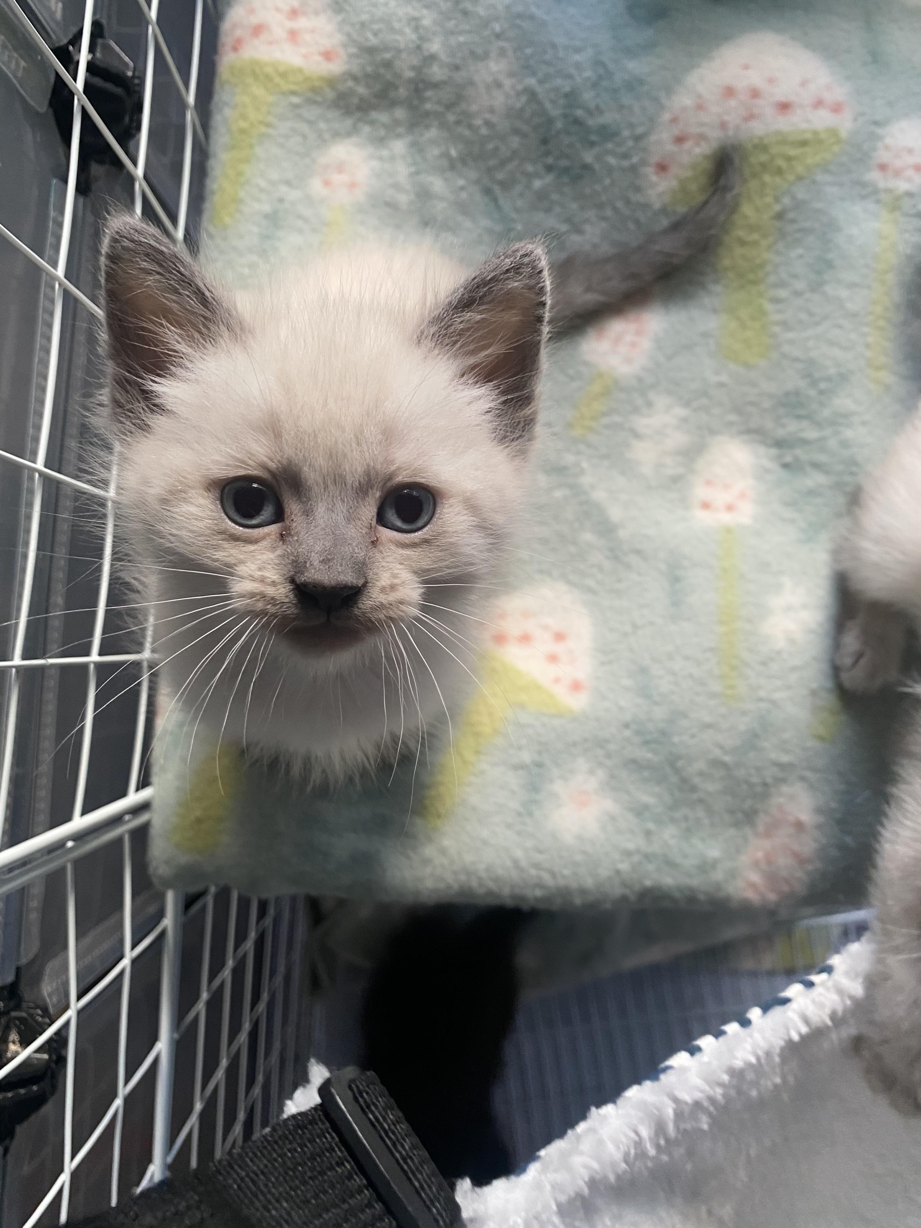 Enlarge Tofu, a Adoptable Siamese in Long Beach, CA image 1/2