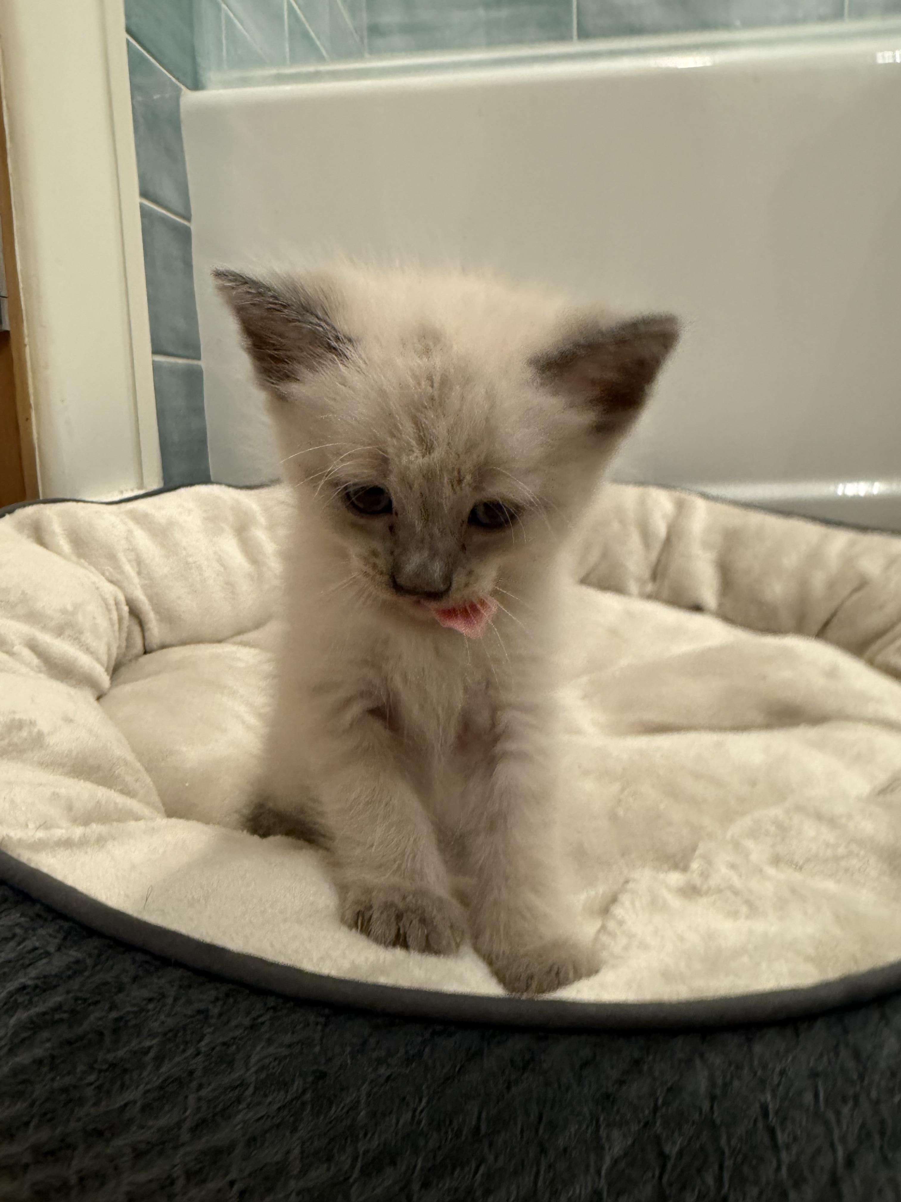 Enlarge Tofu, a Adoptable Siamese in Long Beach, CA image 2/2