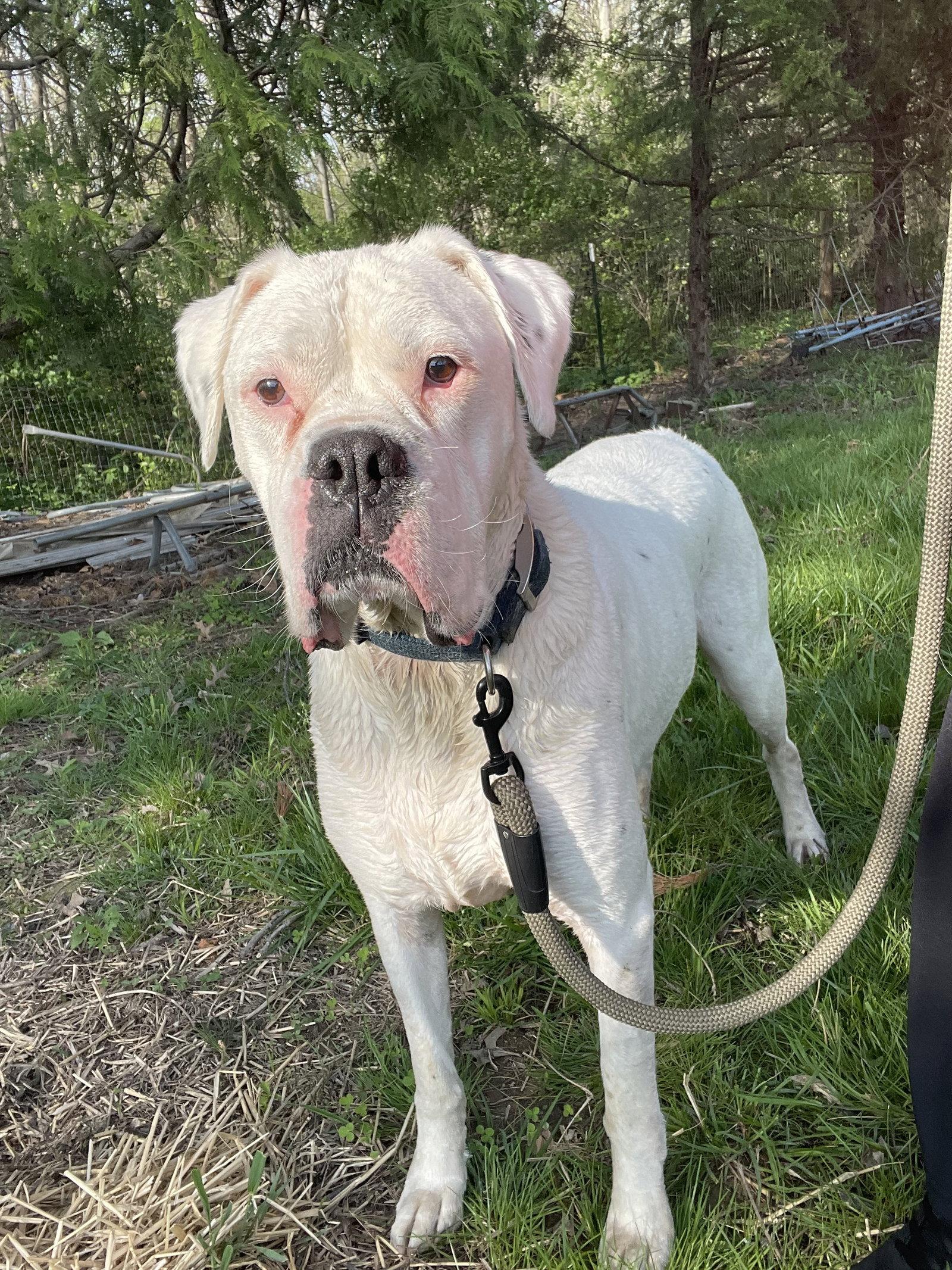 Enlarge Chance, a Adopted Boxer in Columbus, IN image 1/3