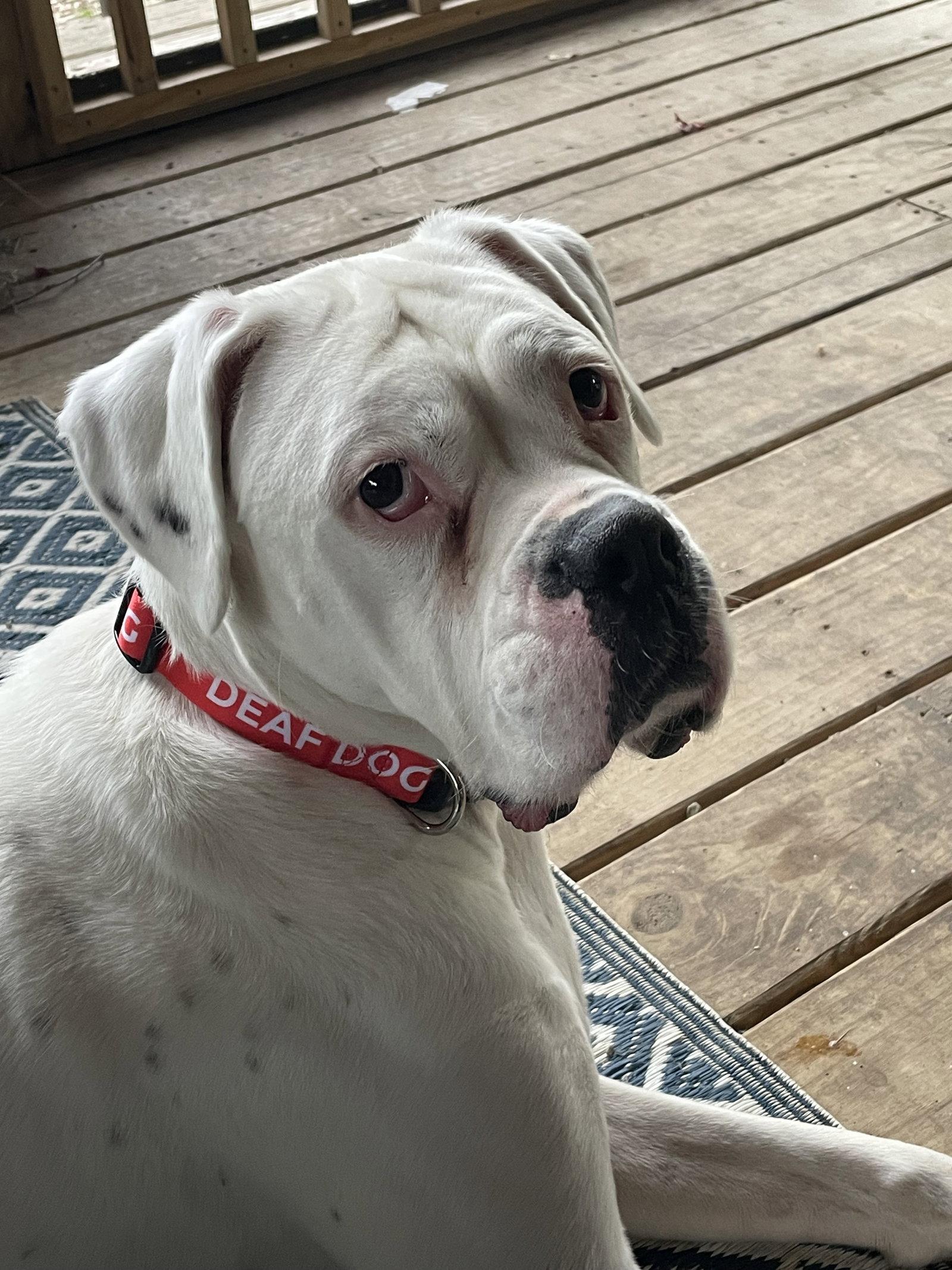 Enlarge Chance, a Adopted Boxer in Columbus, IN image 2/3