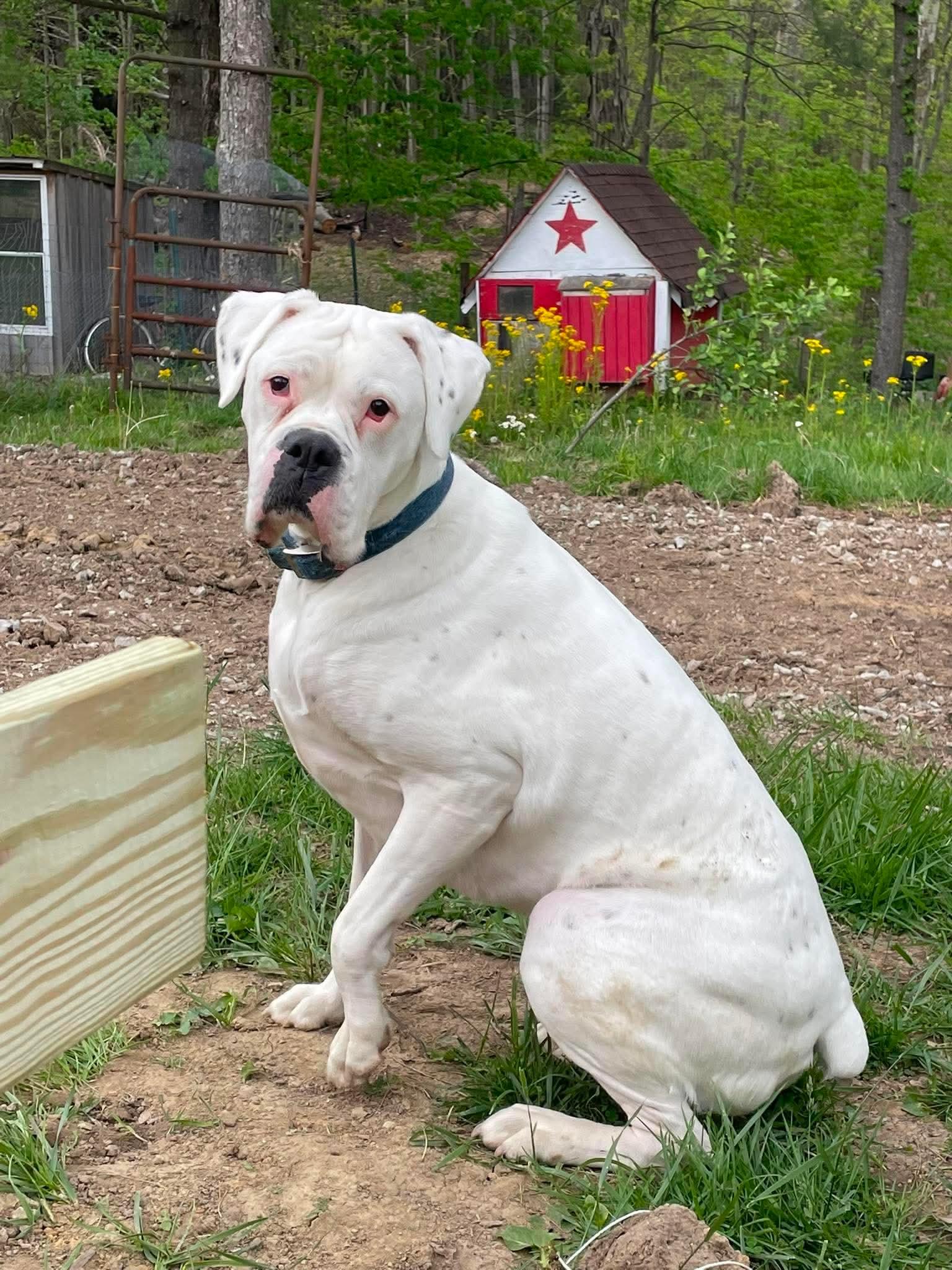 Enlarge Chance, a Adopted Boxer in Columbus, IN image 3/3