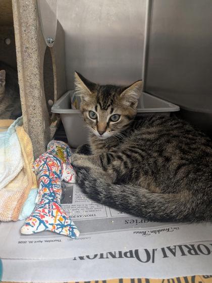 Beam, Adoptable, Kitten Male Domestic Short Hair & Domestic Short Hair.