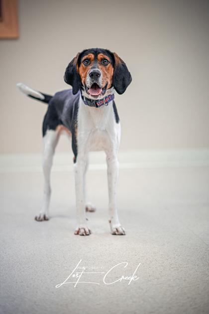 Axel, Adoptable, Adult Male Treeing Walker Coonhound & Mixed Breed.