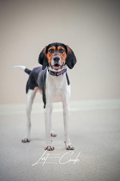 Enlarge Axel, a Adoptable mixed breed in Kalispell, MT image 2/3