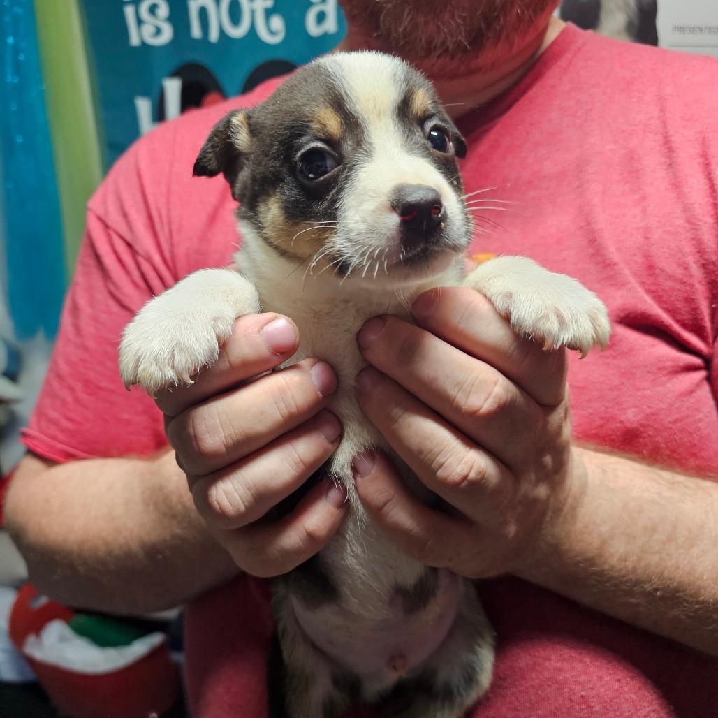 Enlarge Dasher, a Adoptable Mixed Breed in mount vernon, AR image 1/1