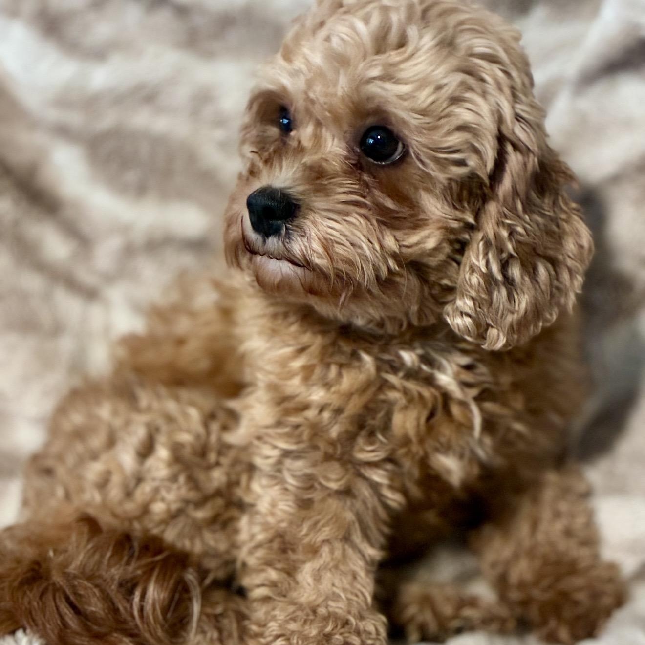 Posie, a ADOPTABLE Cockapoo in Pelham, NH image 2/6