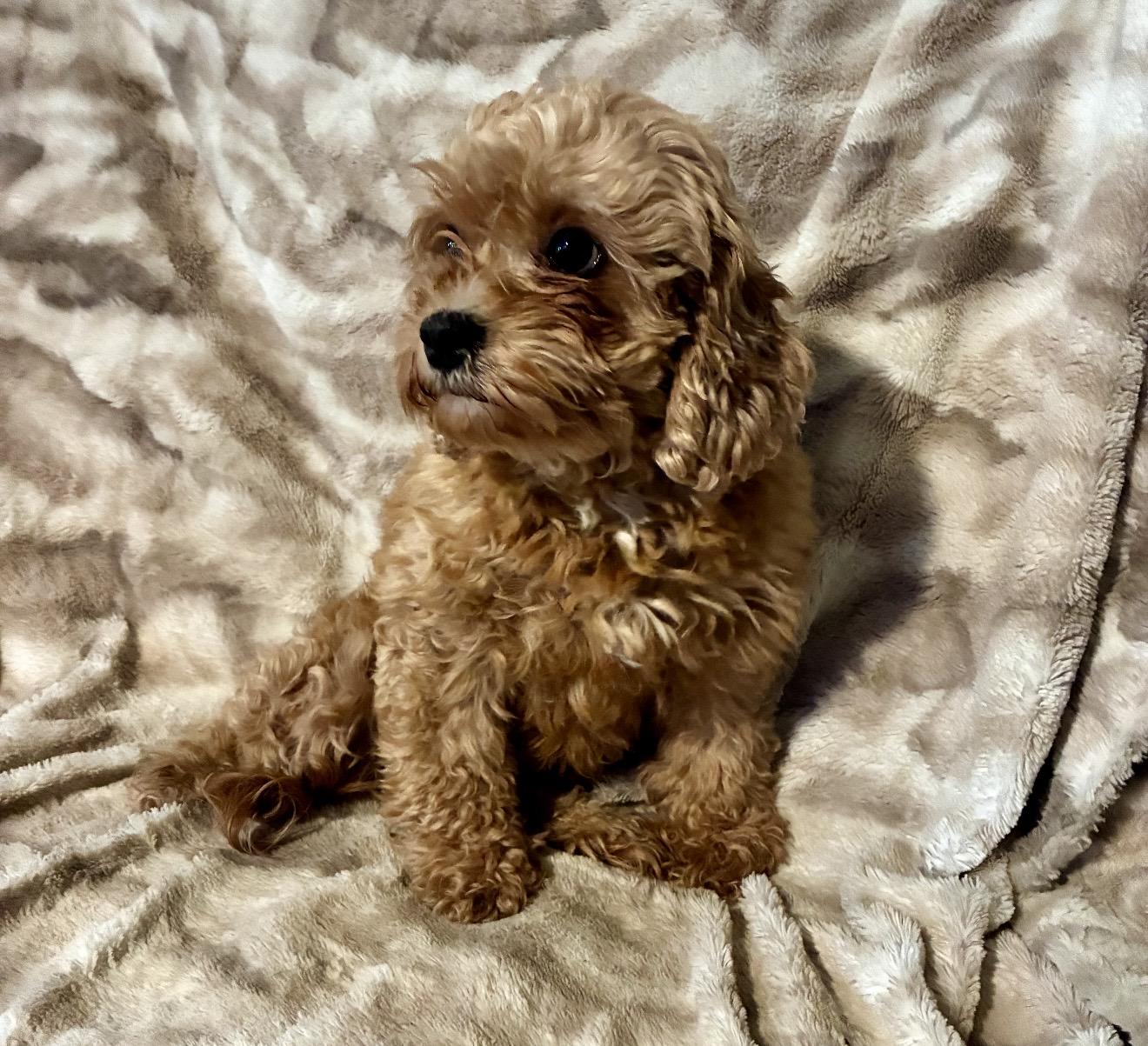 Posie, a ADOPTABLE Cockapoo in Pelham, NH image 5/6