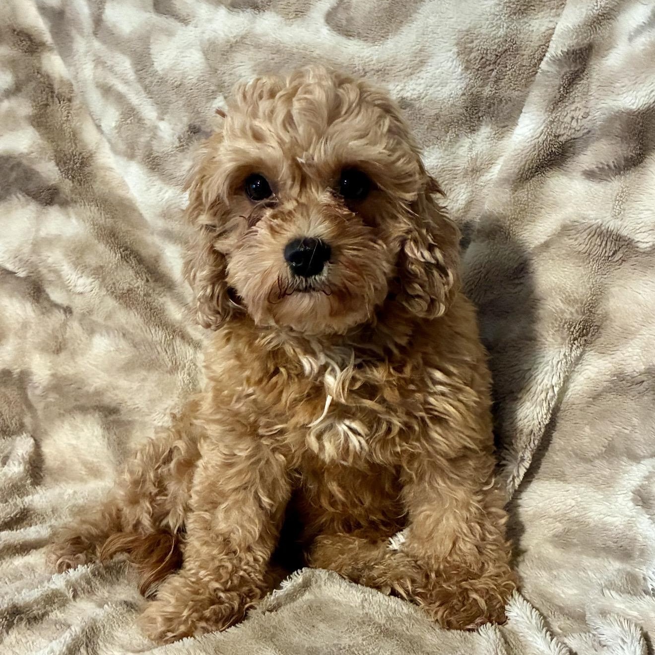 Posie, a ADOPTABLE Cockapoo in Pelham, NH image 3/6