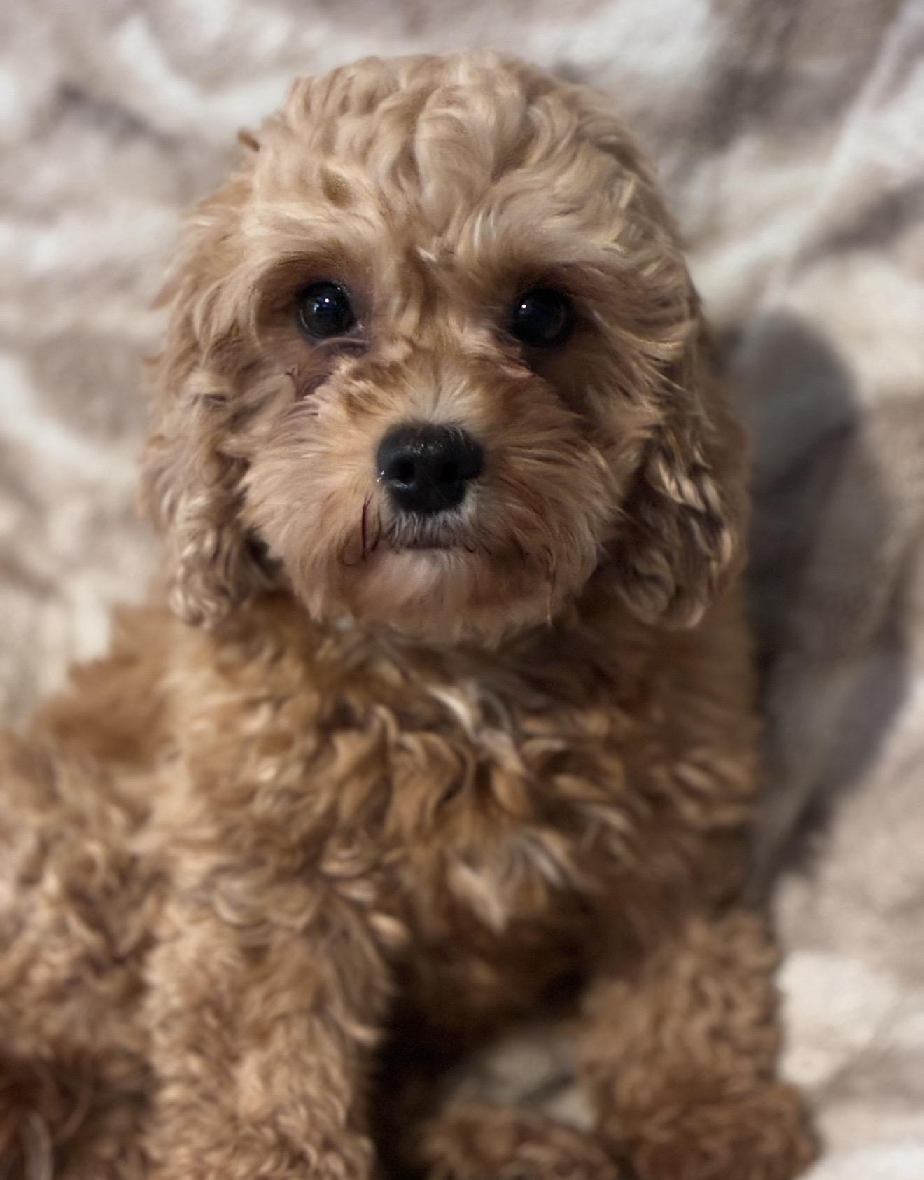 Posie, a ADOPTABLE Cockapoo in Pelham, NH image 4/6