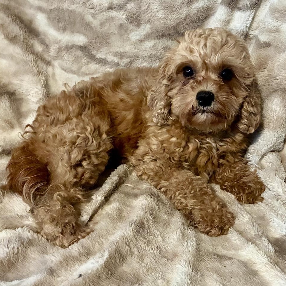 Posie, ADOPTABLE, Adult Female Cockapoo.