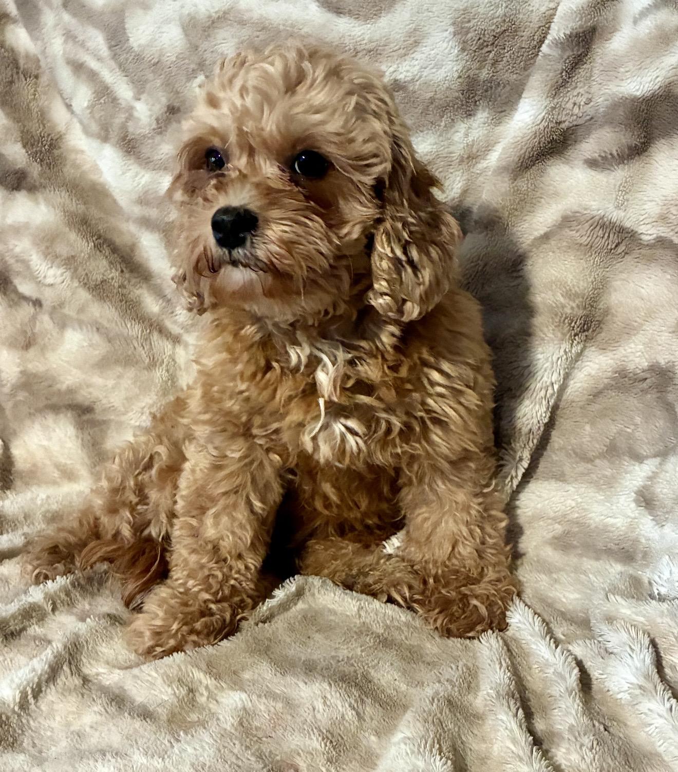 Posie, a ADOPTABLE Cockapoo in Pelham, NH image 6/6
