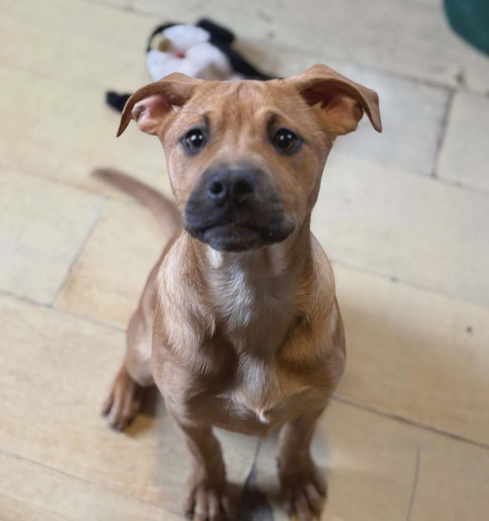 Enlarge Darla, a Adoptable mixed breed in sun prairie, WI image 1/1