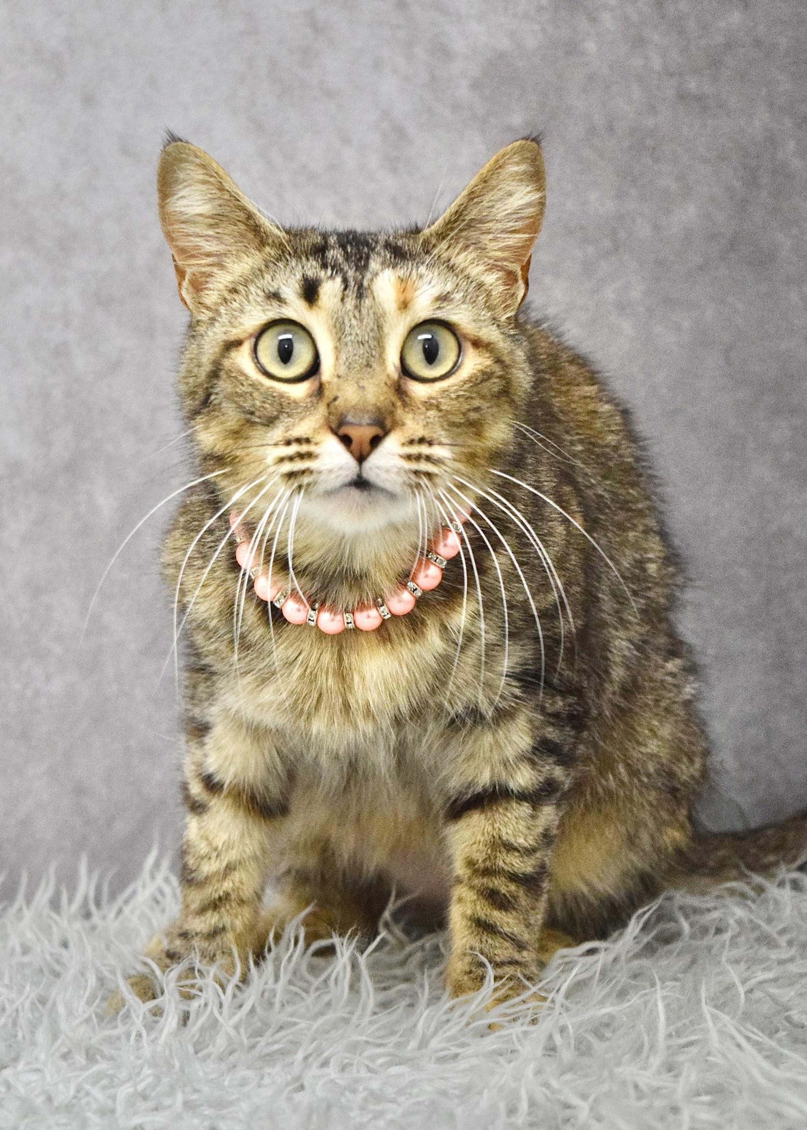 Willow, an adopted Domestic Short Hair in Dublin, CA image 2/2