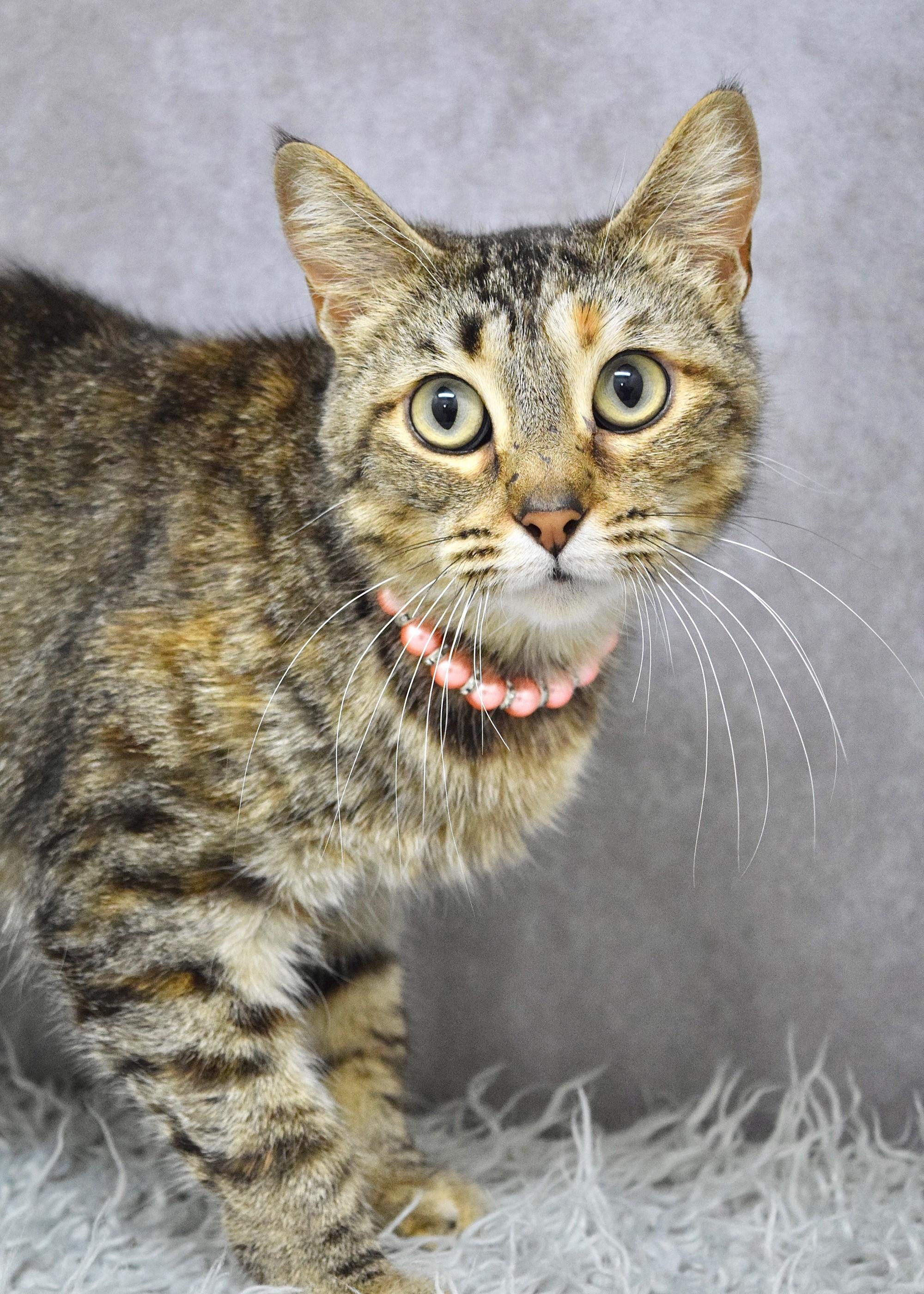Willow, an adopted Domestic Short Hair in Dublin, CA image 1/2
