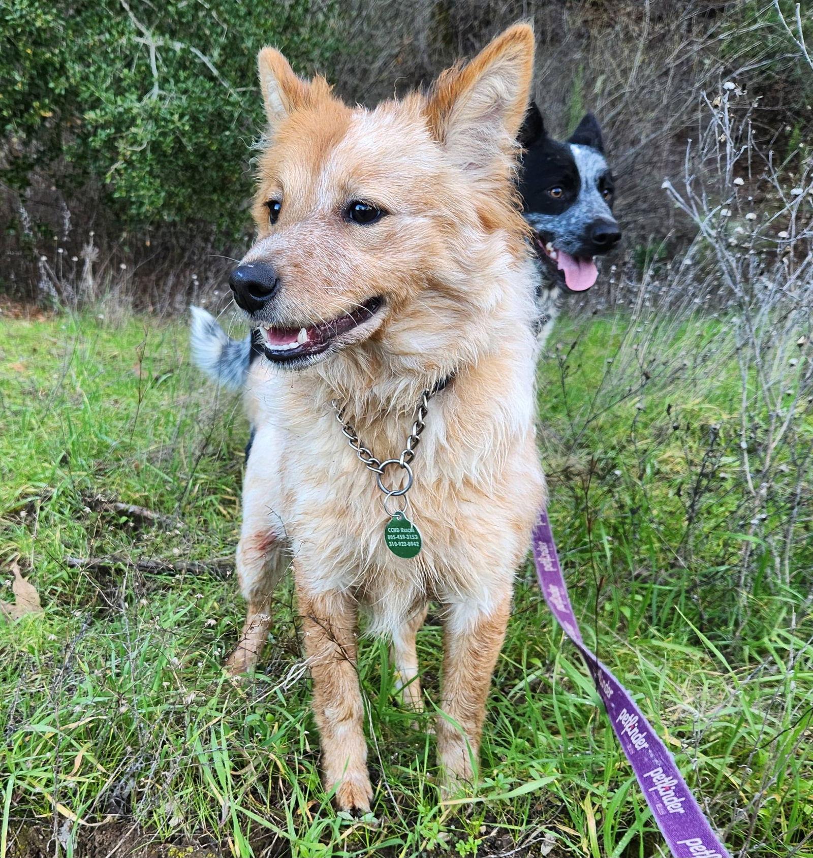 Enlarge Kyle, a Adopted Australian Cattle Dog / Blue Heeler in Paso Robles, CA image 1/3