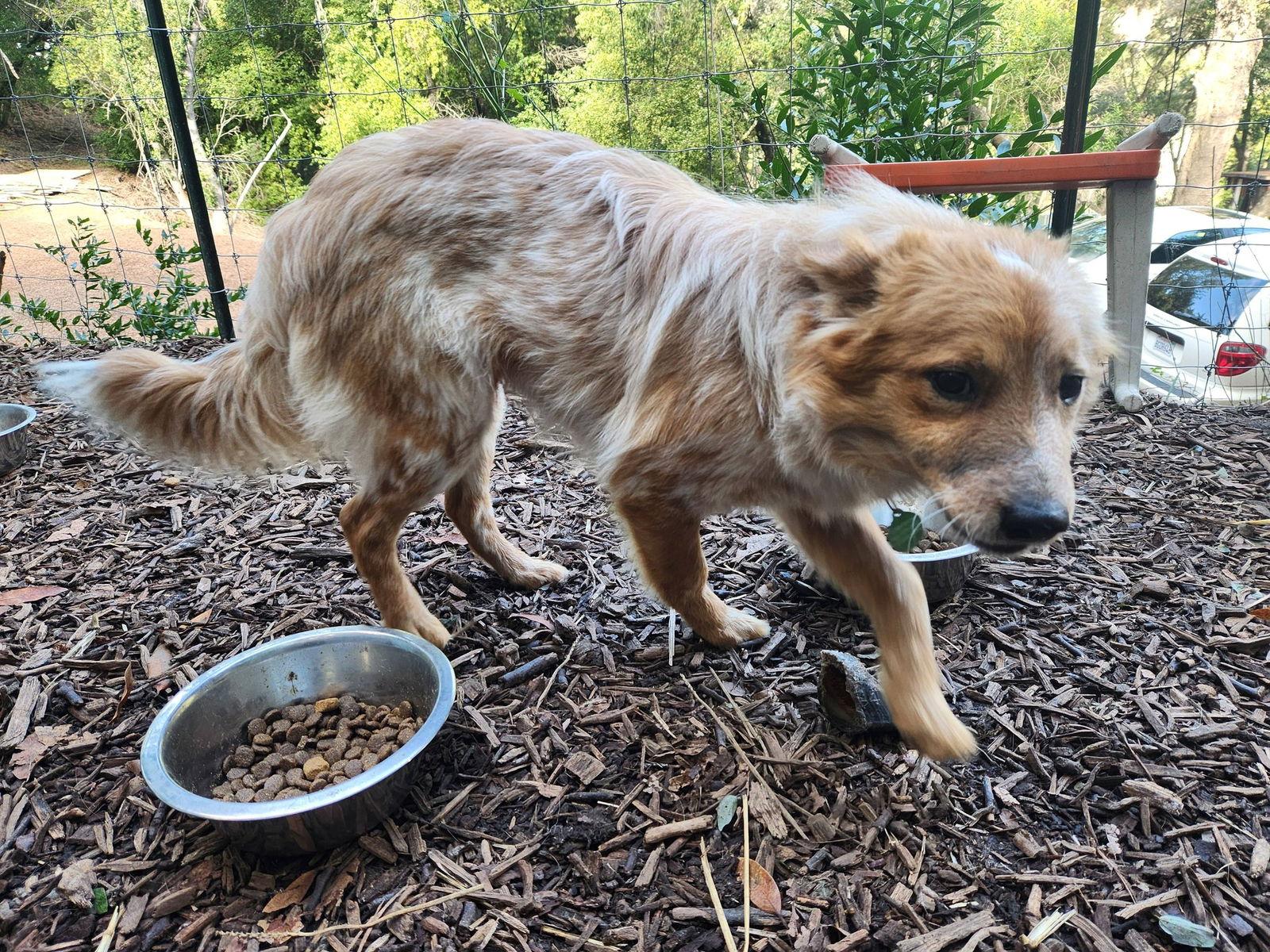 Enlarge Kyle, a Adopted Australian Cattle Dog / Blue Heeler in Paso Robles, CA image 3/3