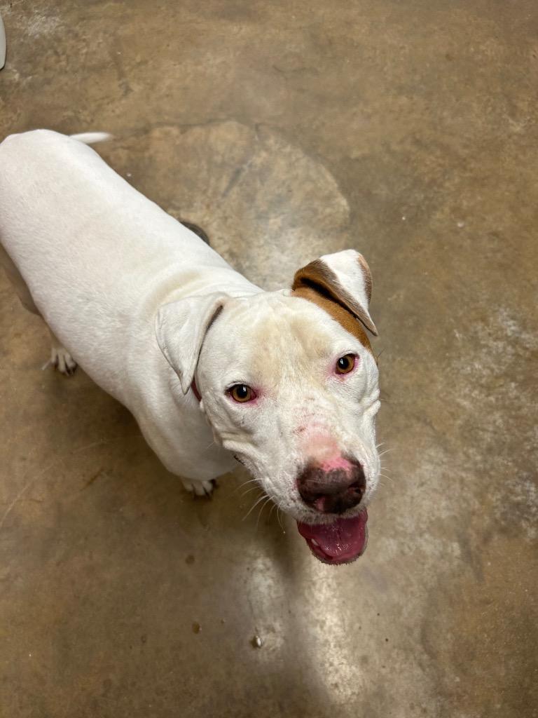 Enlarge Eureka, a Adoptable Pit Bull Terrier in Lockhart, TX image 1/4