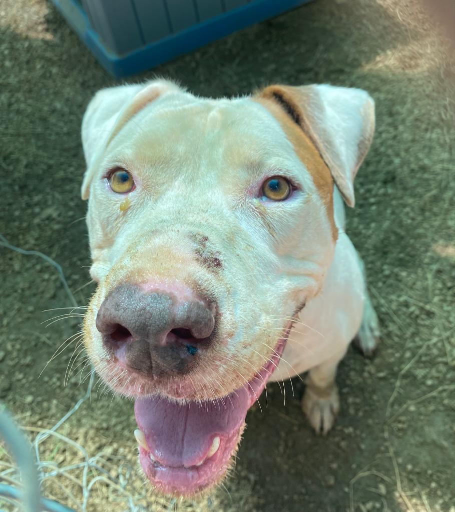 Enlarge Eureka, a Adoptable Pit Bull Terrier in Lockhart, TX image 2/4
