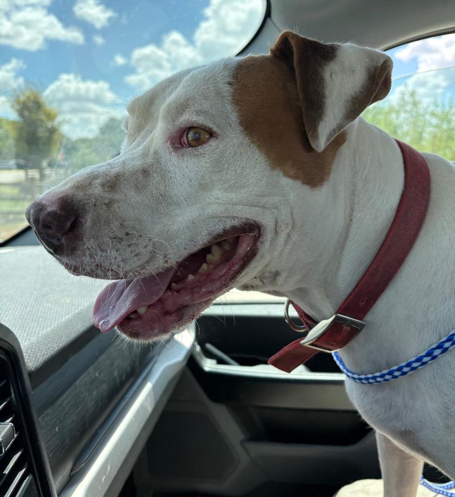 Enlarge Eureka, a Adoptable Pit Bull Terrier in Lockhart, TX image 3/4
