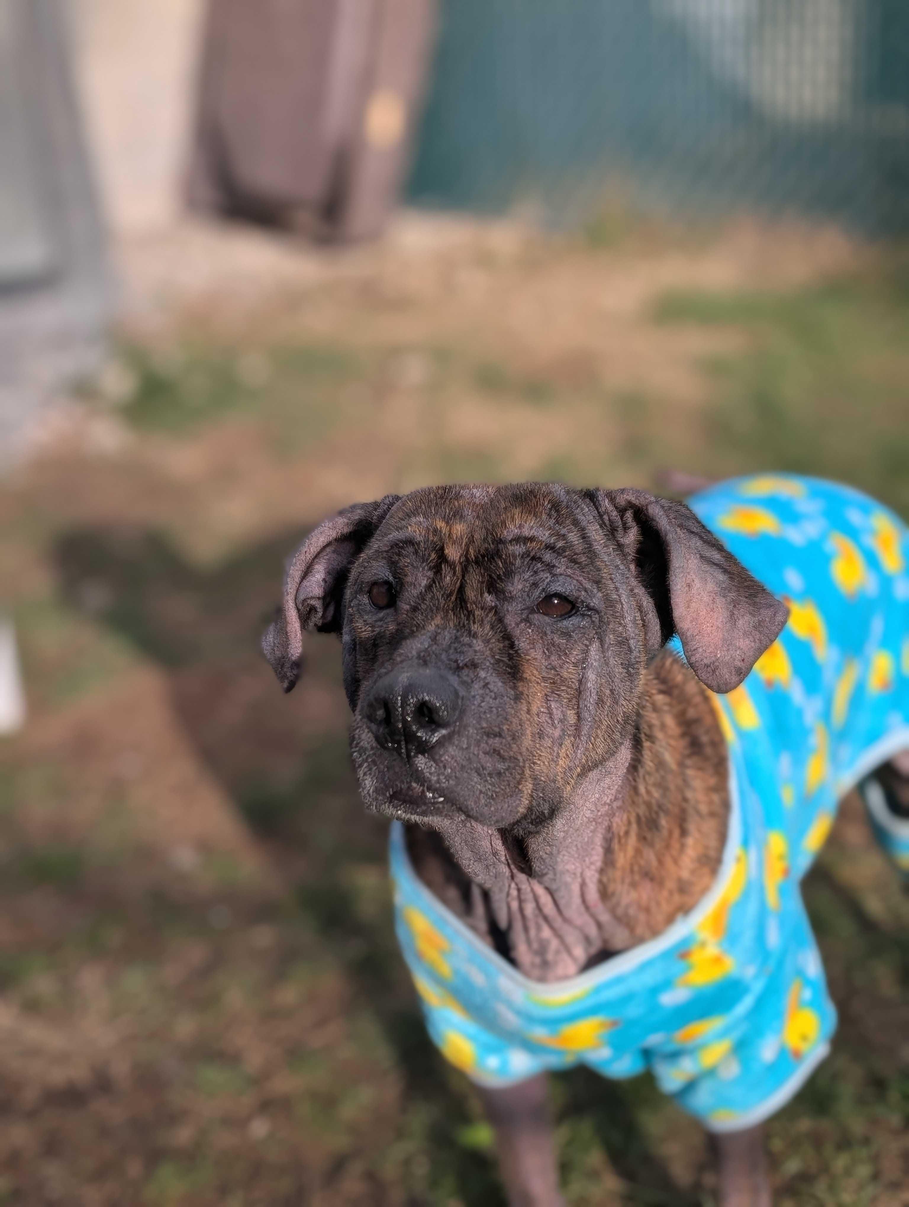 Missy, a Adoptable mixed breed in Lafayette, NJ image 1/4