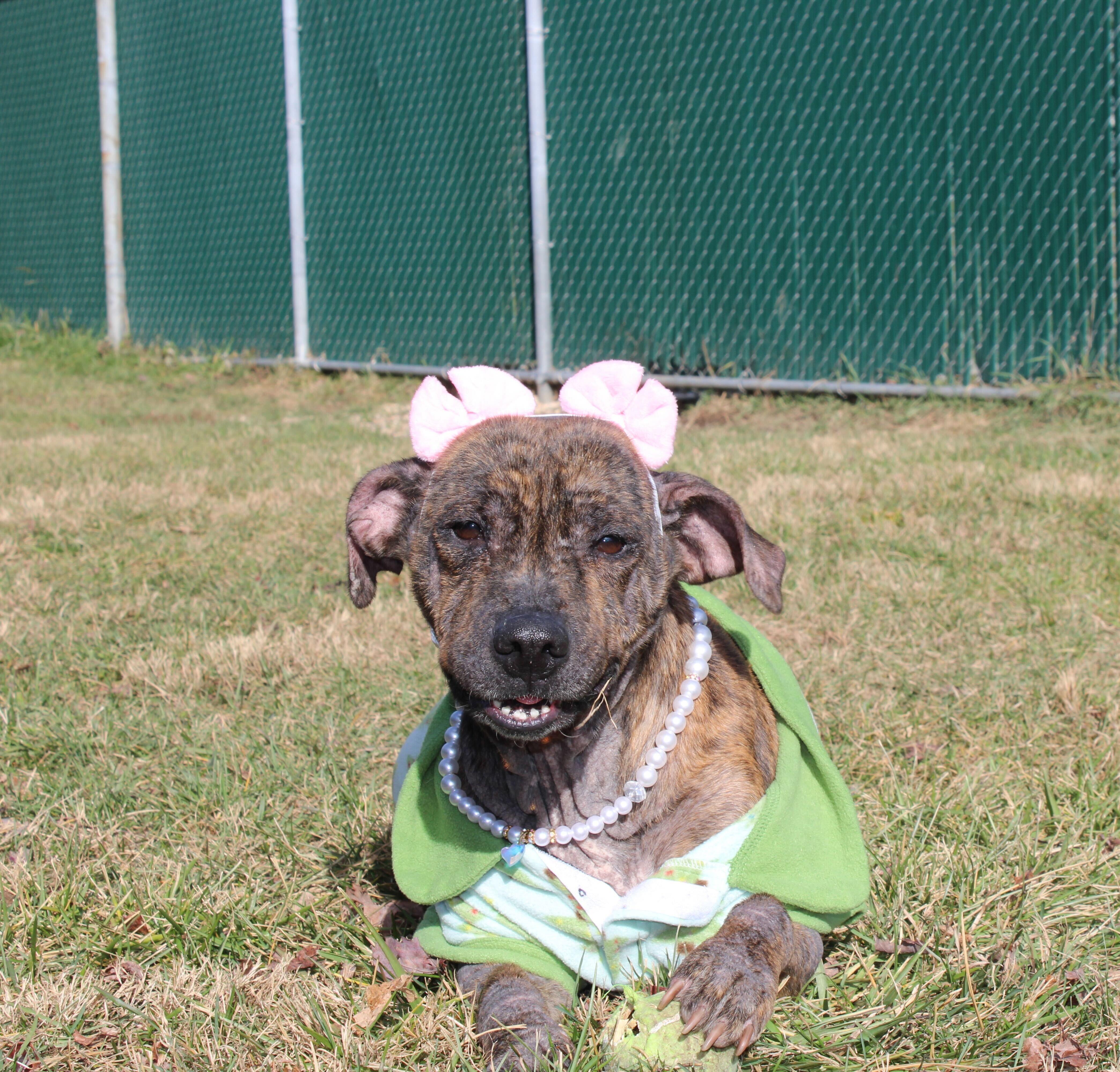 Missy, a Adoptable mixed breed in Lafayette, NJ image 2/4