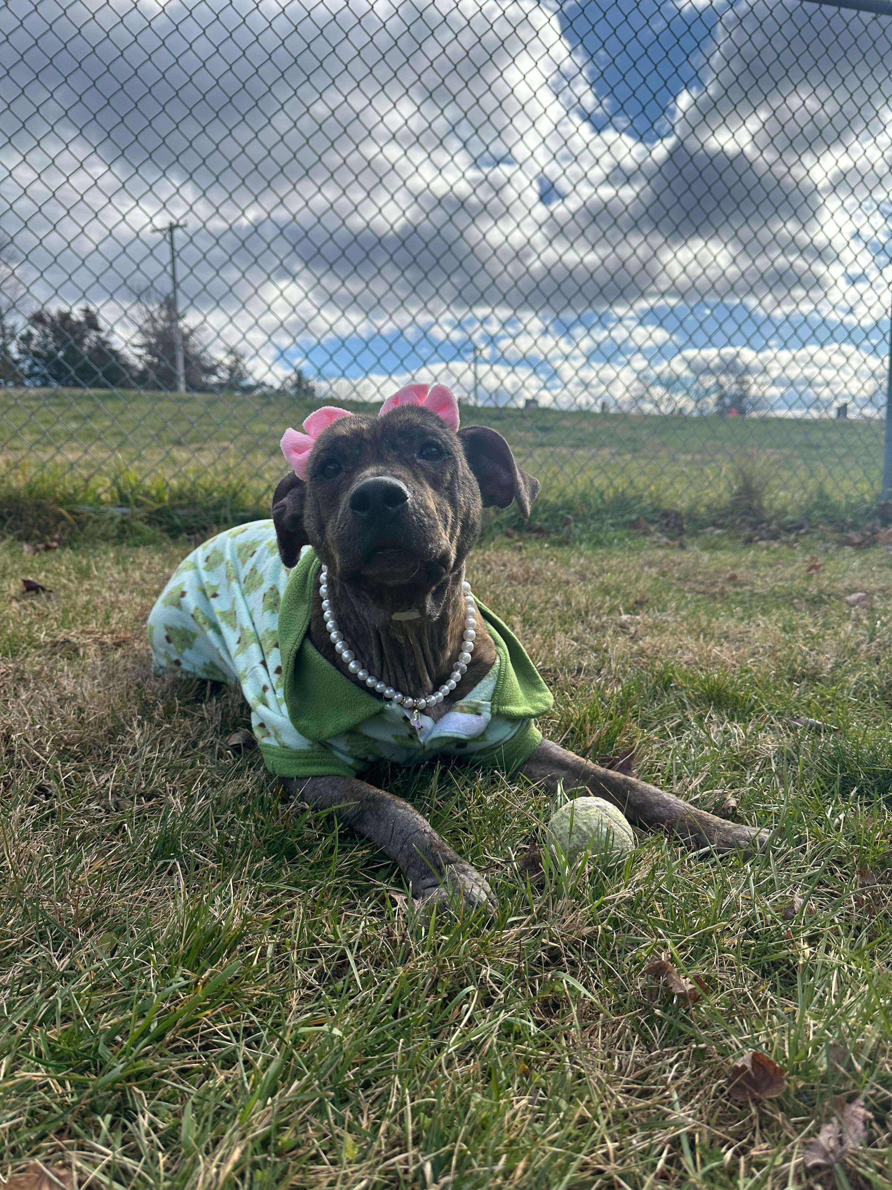 Missy, a Adoptable mixed breed in Lafayette, NJ image 3/4