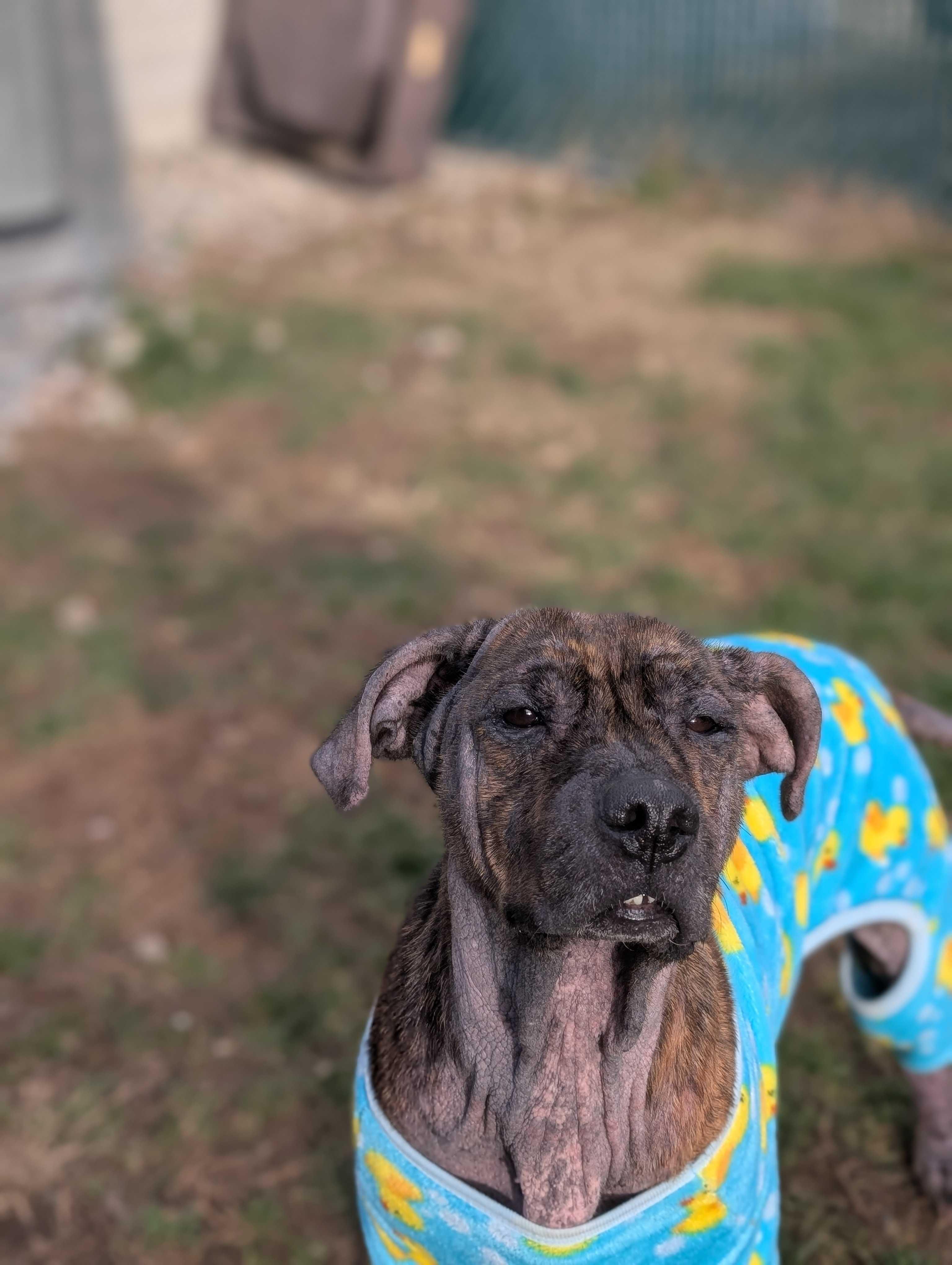 Missy, a Adoptable mixed breed in Lafayette, NJ image 4/4