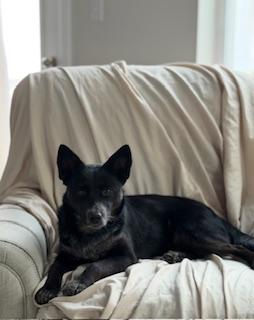 Enlarge Stormi, a ADOPTABLE mixed breed in Manhasset, NY image 6/6