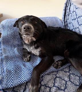 Enlarge Stormi, a ADOPTABLE mixed breed in Manhasset, NY image 2/6