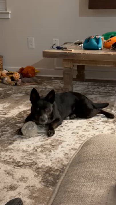 Enlarge Stormi, a ADOPTABLE mixed breed in Manhasset, NY video 3/6