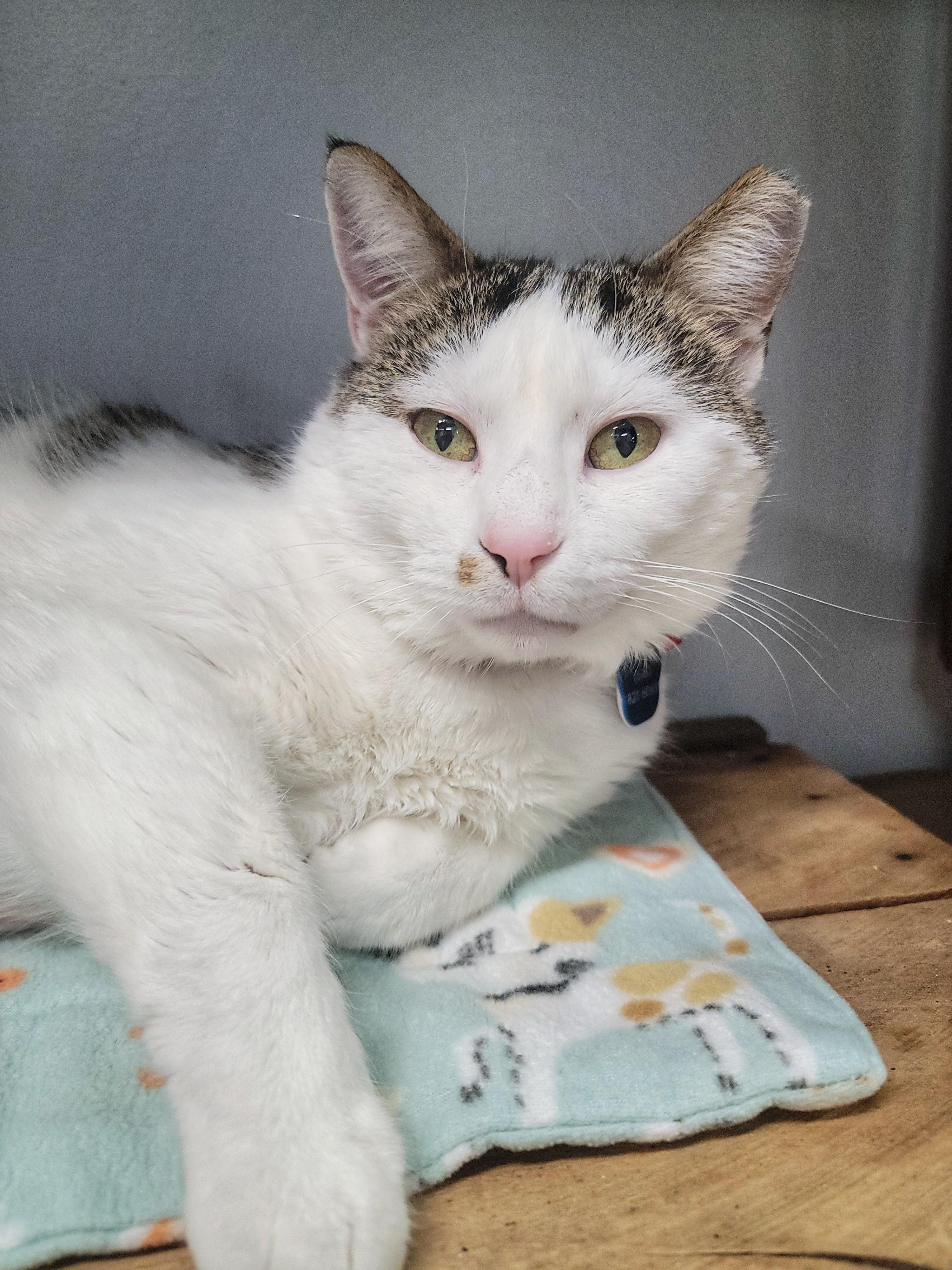 SHIROMISO, an adopted Domestic Short Hair in Grand Rapids, MI image 1/5