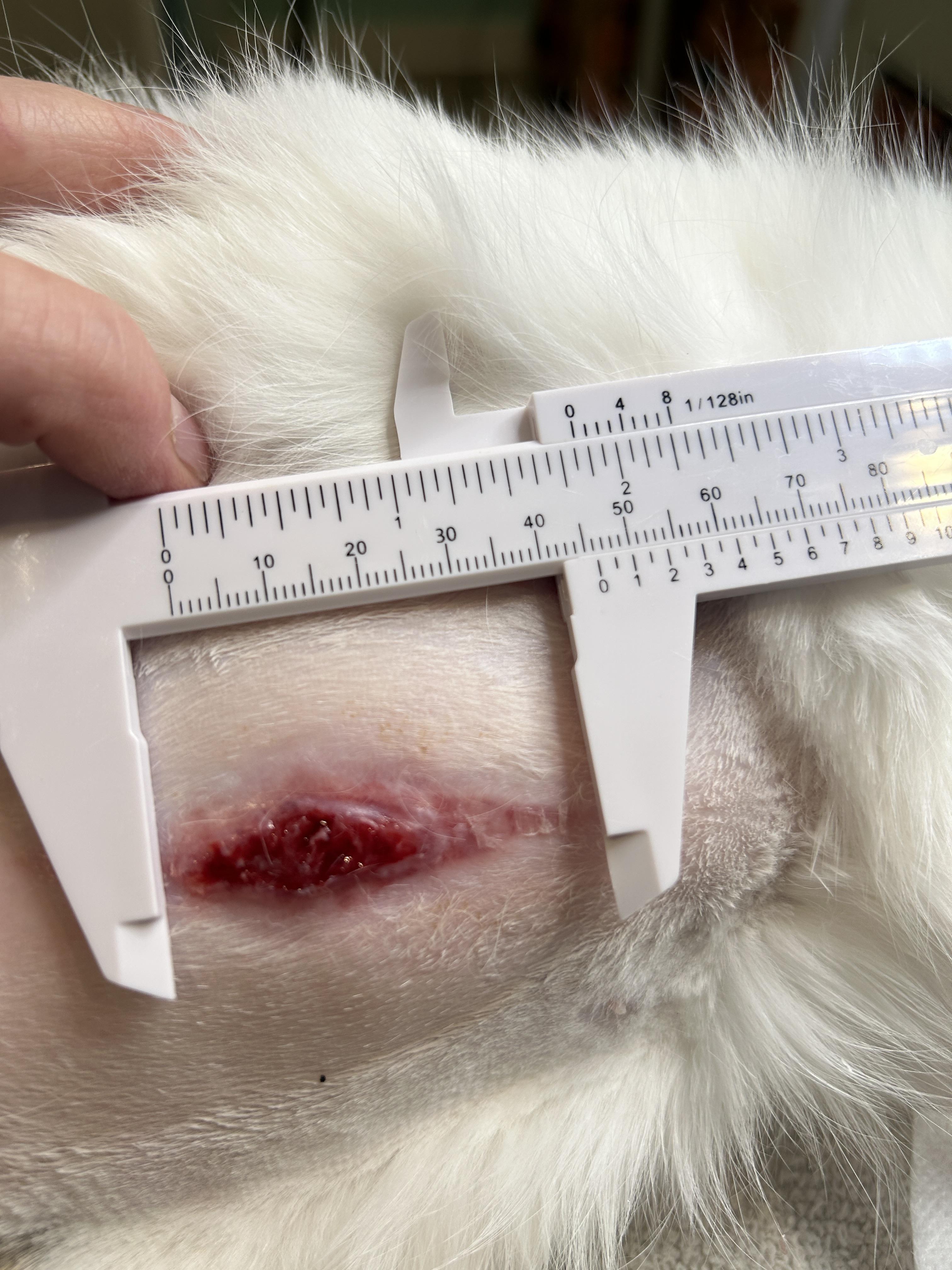 SHIROMISO, an adopted Domestic Short Hair in Grand Rapids, MI image 4/5