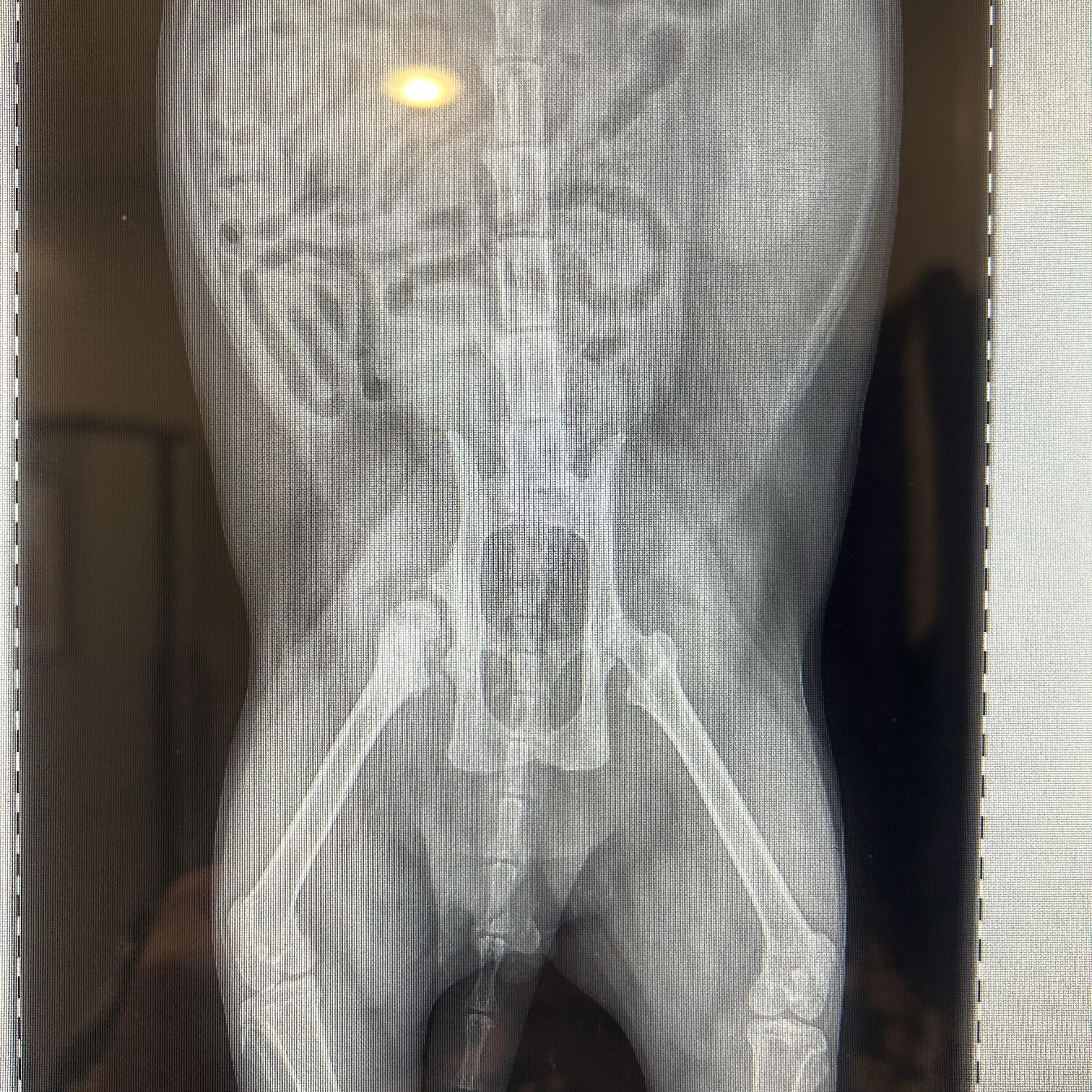 SHIROMISO, an adopted Domestic Short Hair in Grand Rapids, MI image 3/5