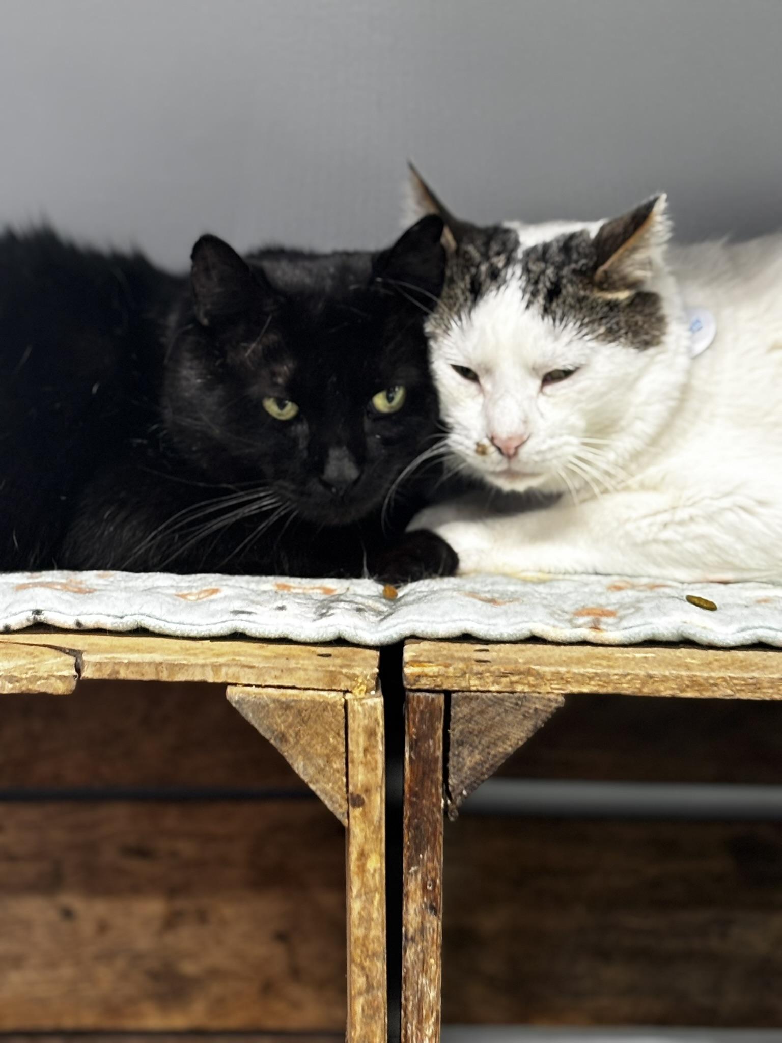 SHIROMISO, an adopted Domestic Short Hair in Grand Rapids, MI image 5/5