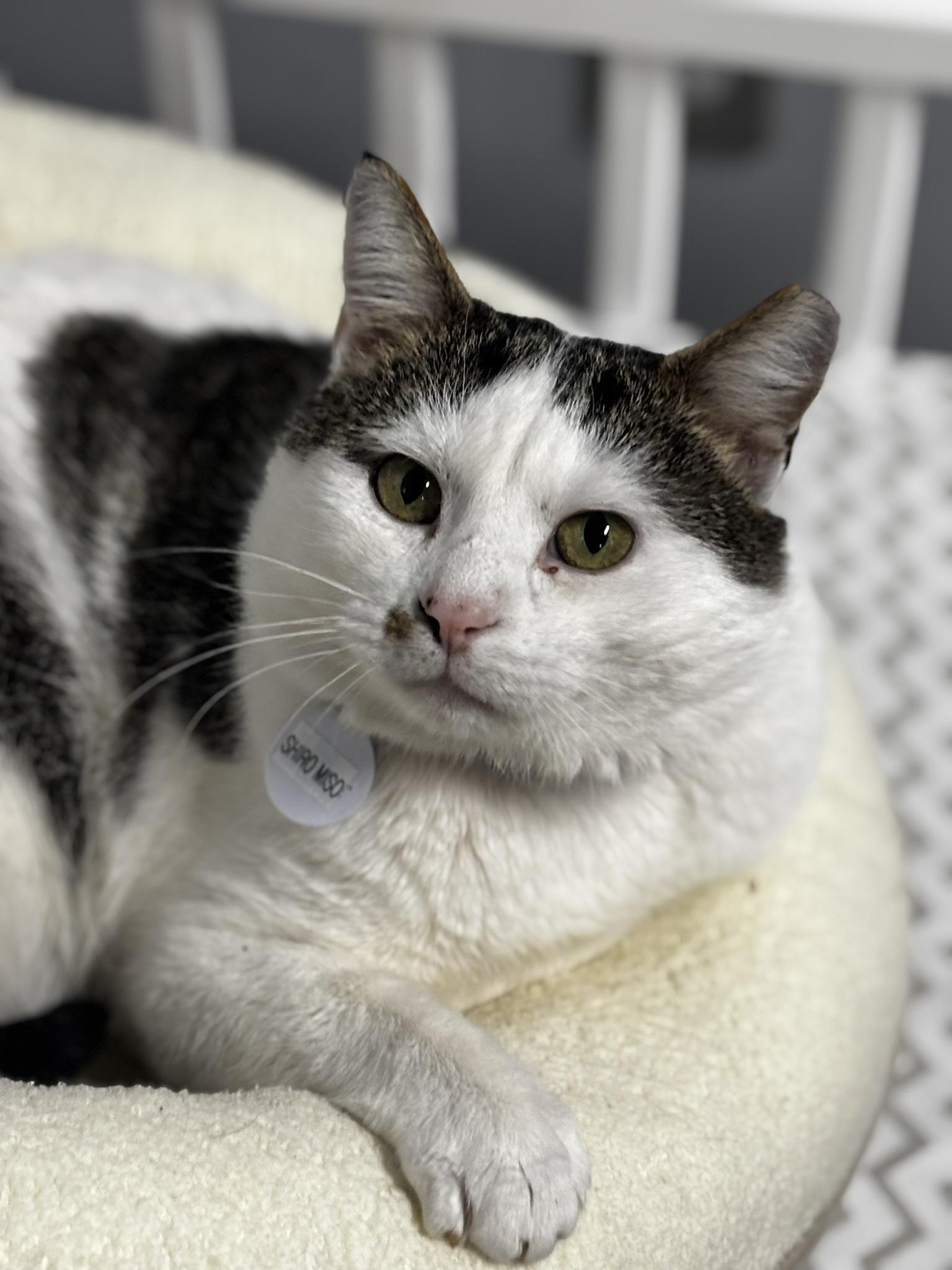 SHIROMISO, an adopted Domestic Short Hair in Grand Rapids, MI image 2/5