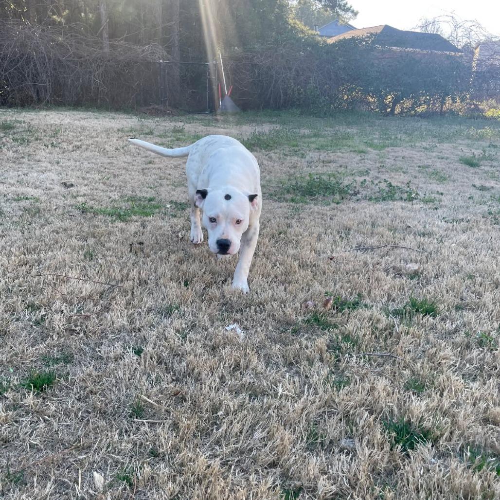 Boss, Adoptable, Adult Male Mixed Breed.