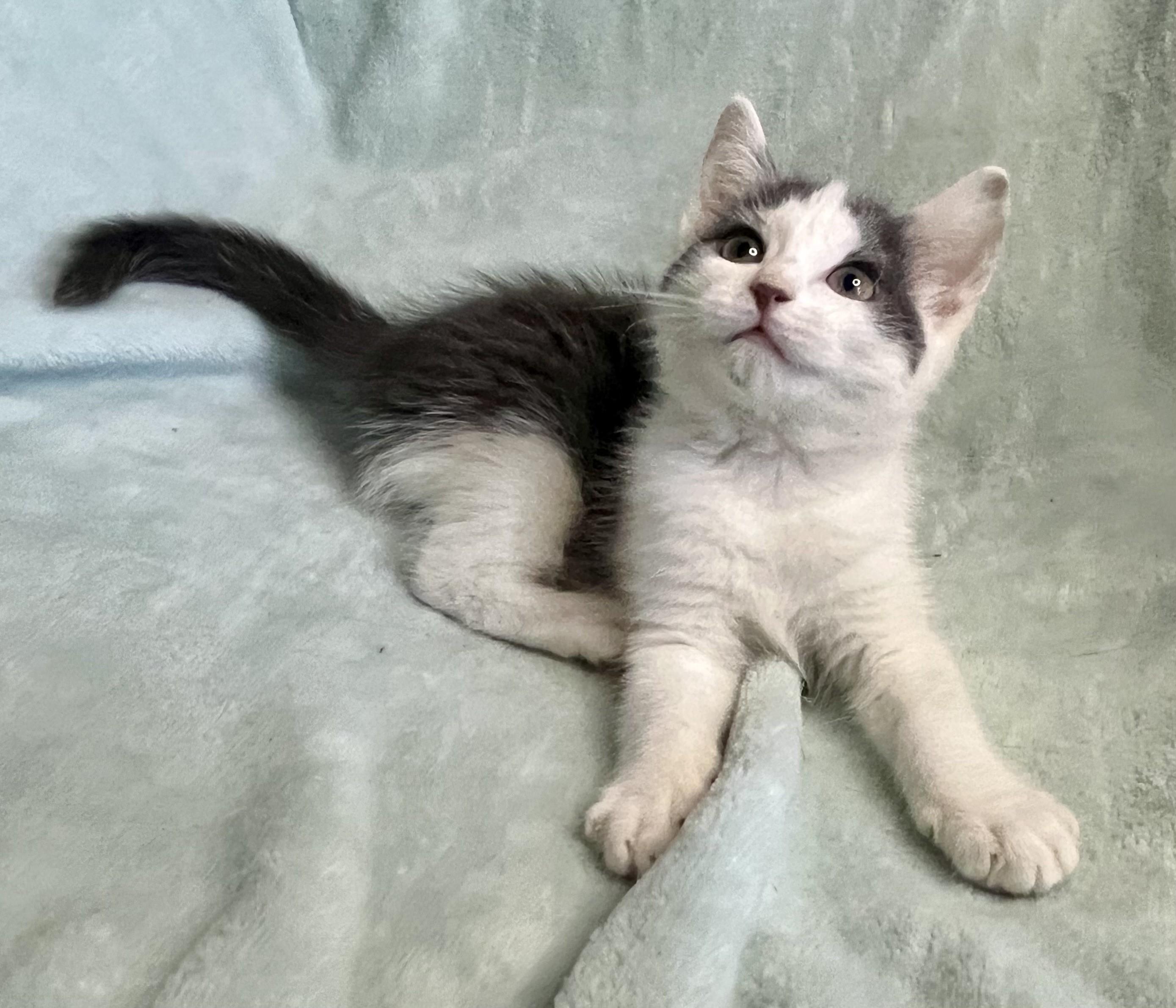 Enlarge Little Misty, a ADOPTABLE mixed breed in Rocky Hill, CT image 6/6