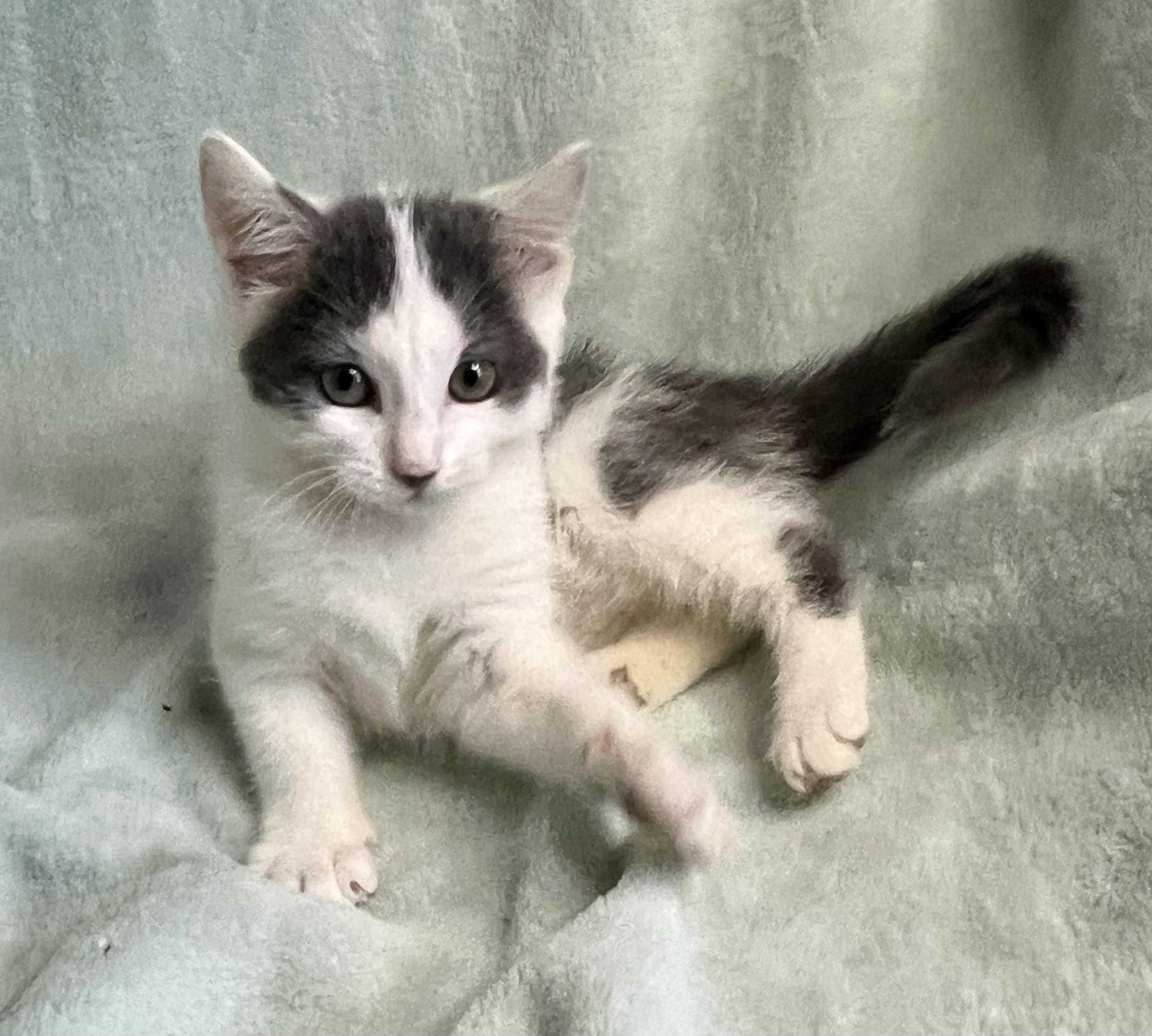 Enlarge Little Misty, a ADOPTABLE mixed breed in Rocky Hill, CT image 2/6
