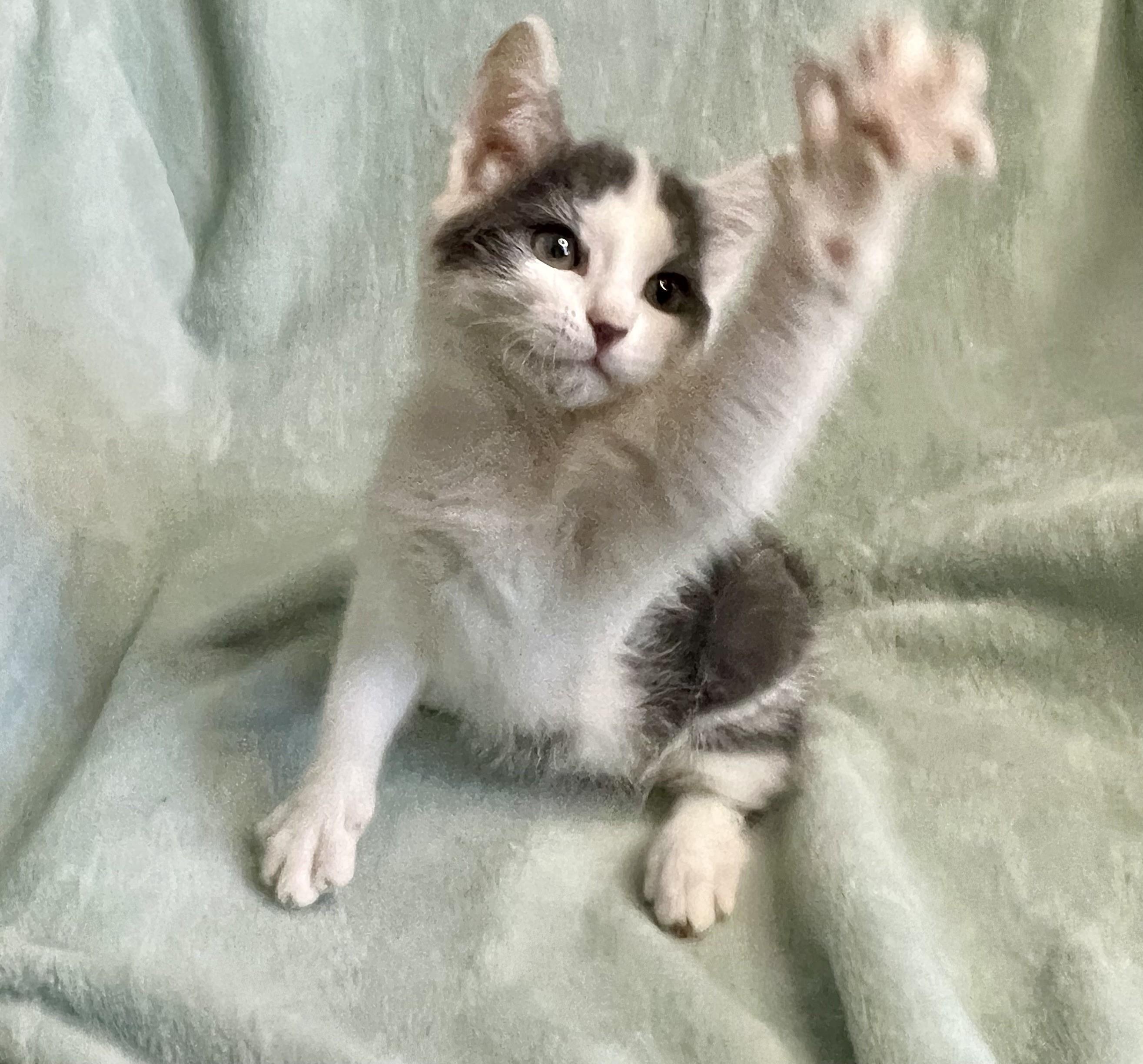 Enlarge Little Misty, a ADOPTABLE mixed breed in Rocky Hill, CT image 3/6