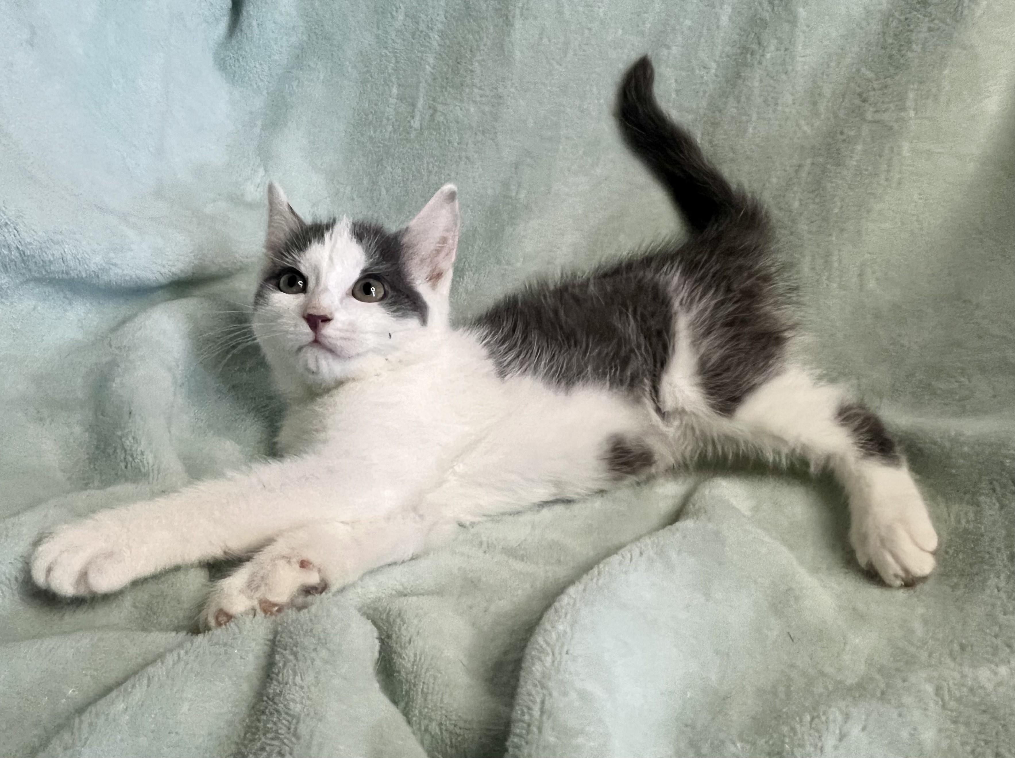Enlarge Little Misty, a ADOPTABLE mixed breed in Rocky Hill, CT image 1/6