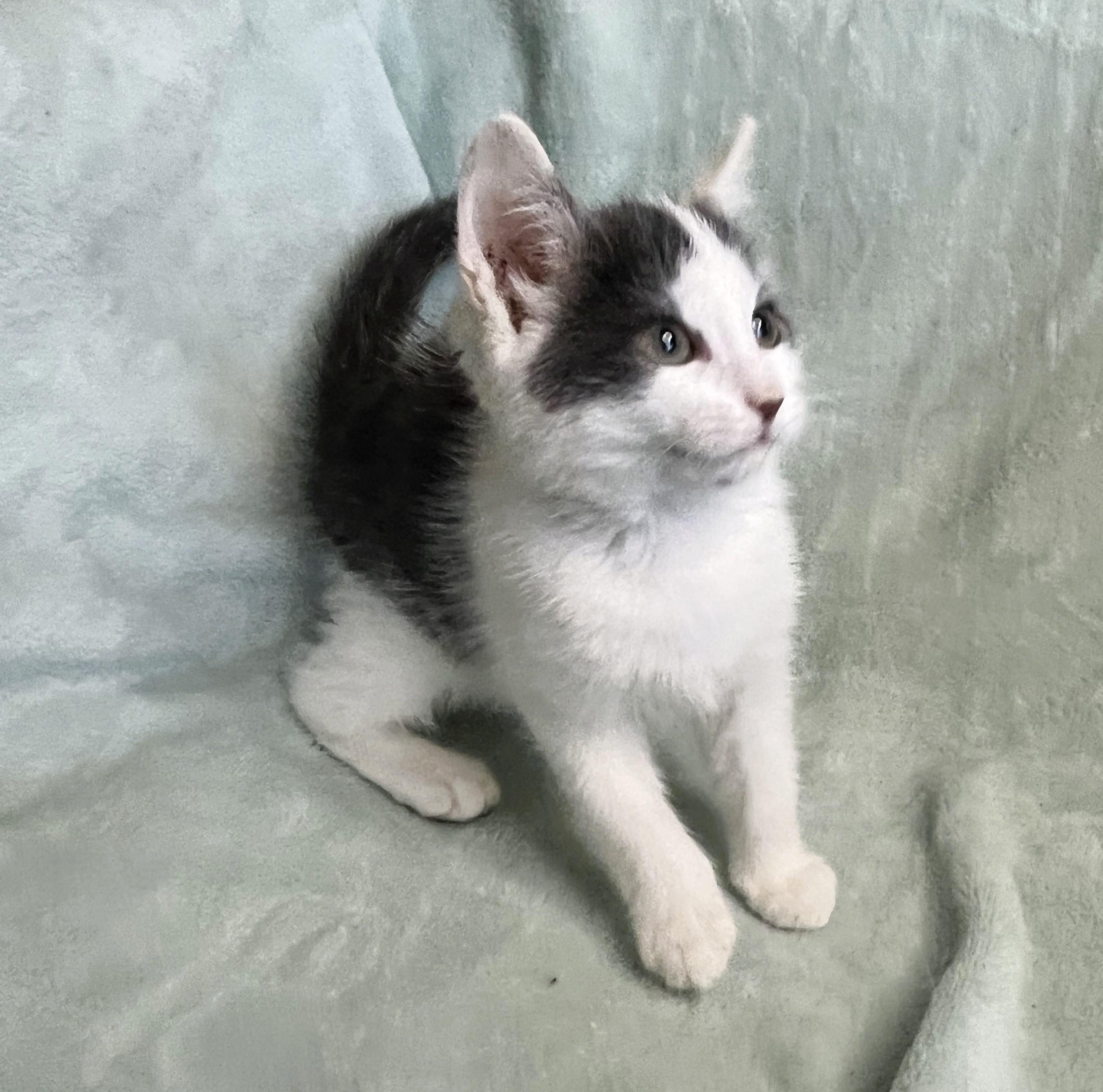 Enlarge Little Misty, a ADOPTABLE mixed breed in Rocky Hill, CT image 5/6