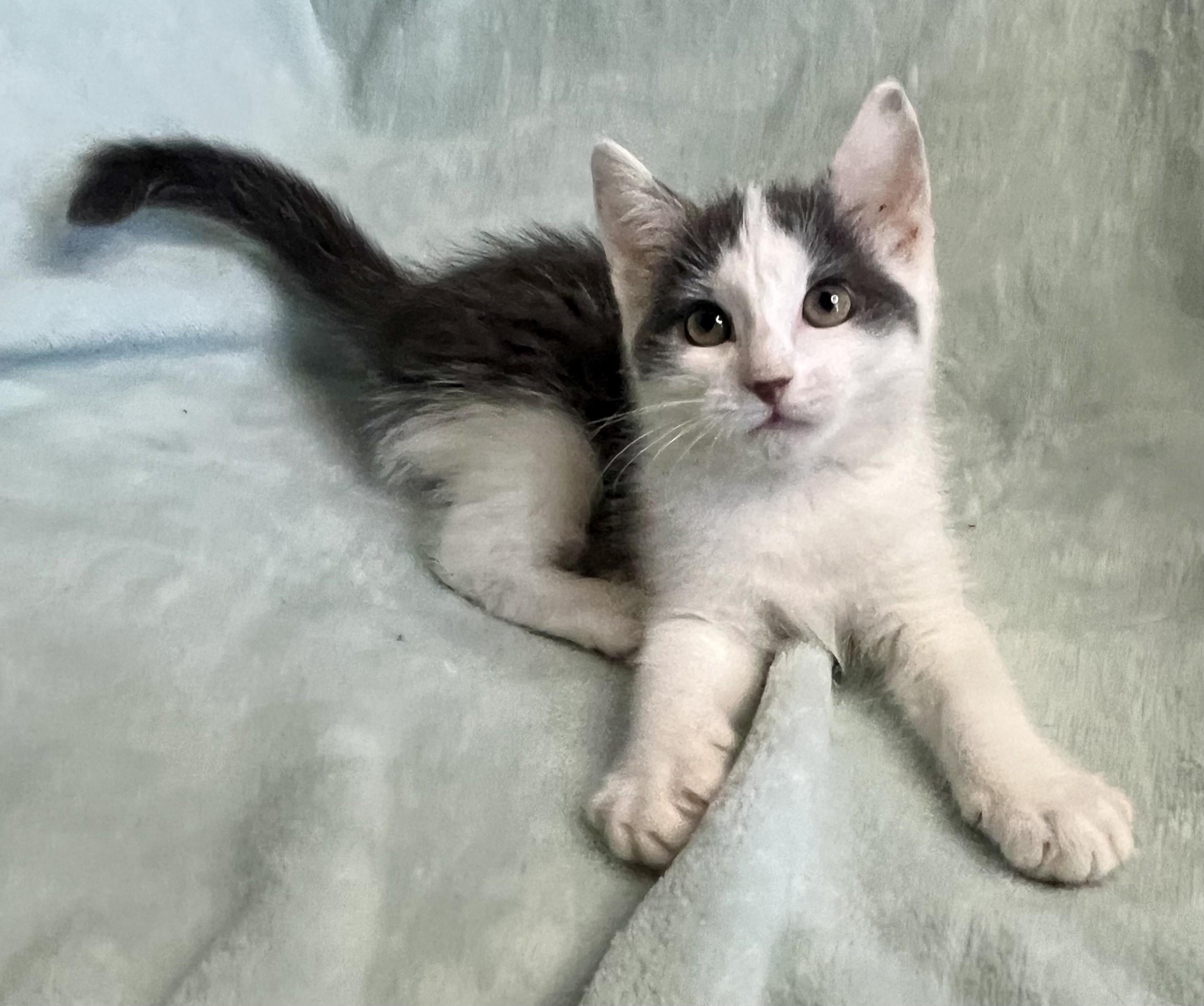 Enlarge Little Misty, a ADOPTABLE mixed breed in Rocky Hill, CT image 4/6
