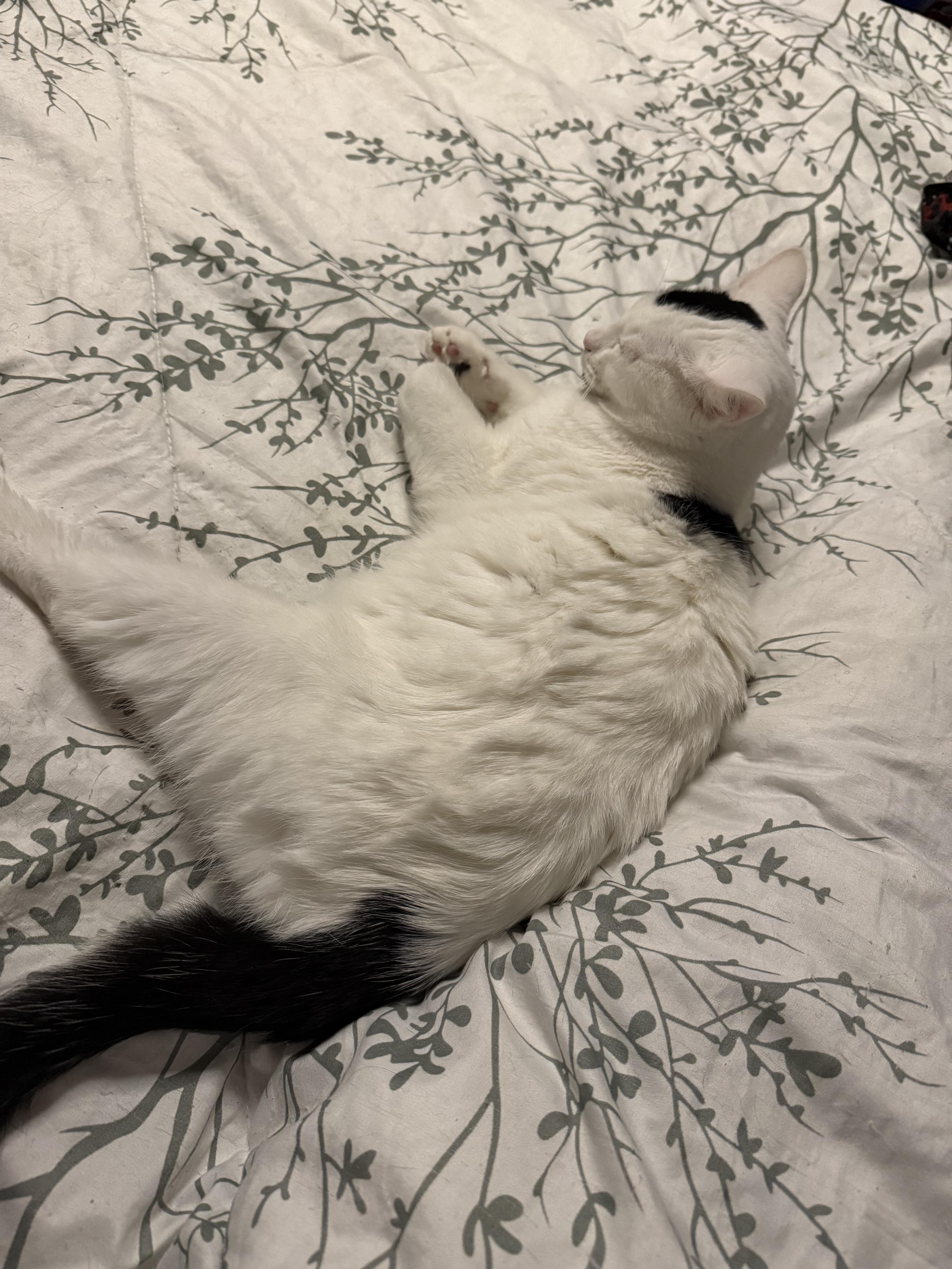 Enlarge Sirius, a Adoptable Domestic Short Hair in Oakley, CA image 1/6