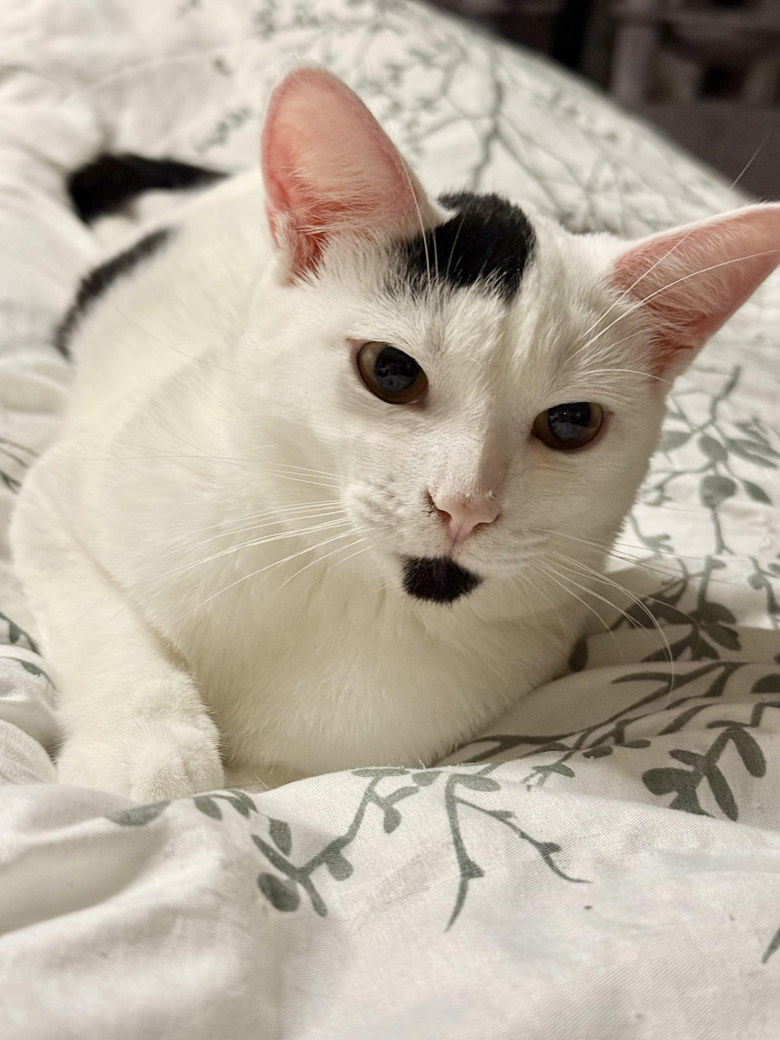 Enlarge Sirius, a Adoptable Domestic Short Hair in Oakley, CA image 3/6