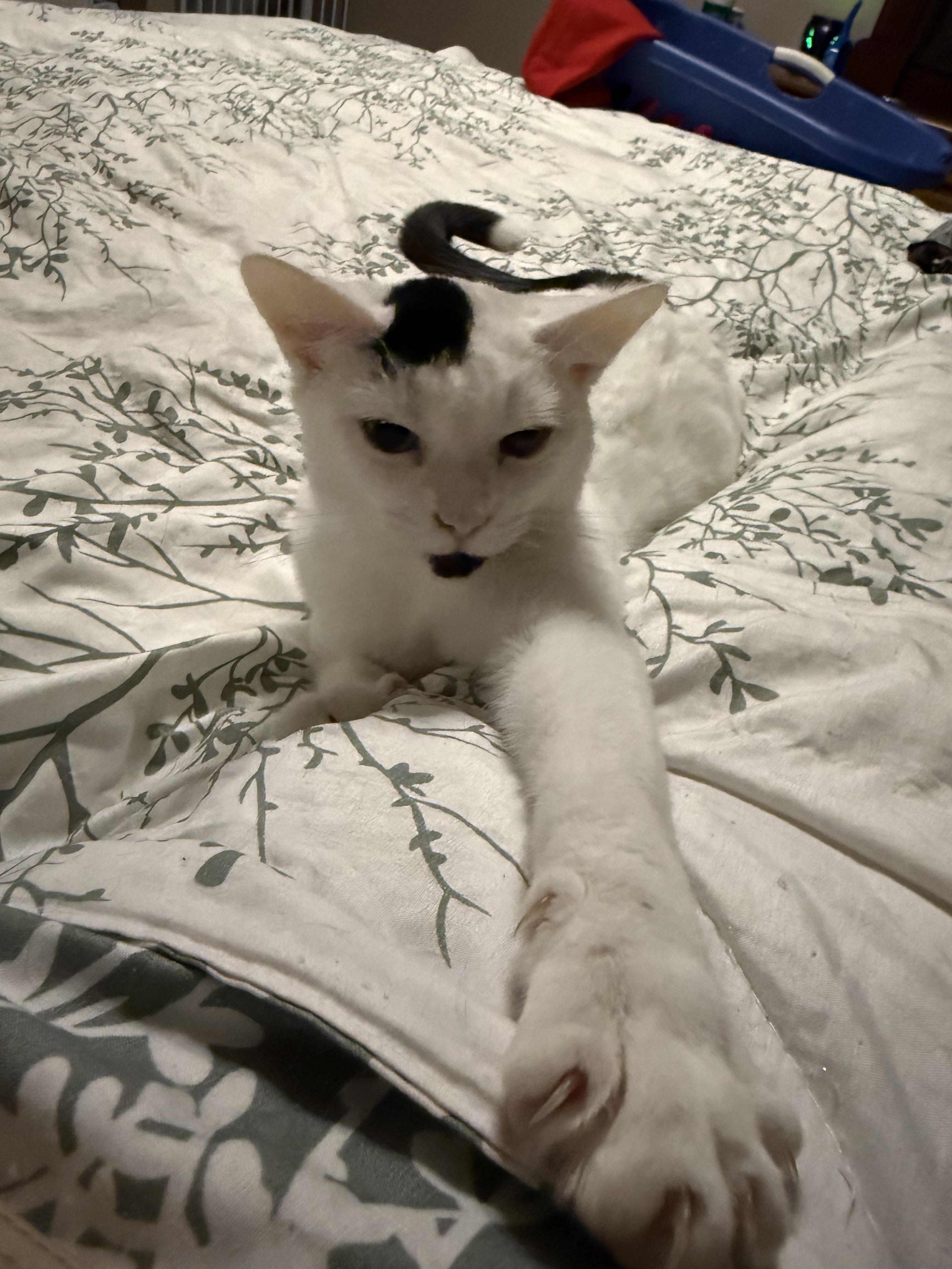 Enlarge Sirius, a Adoptable Domestic Short Hair in Oakley, CA image 4/6