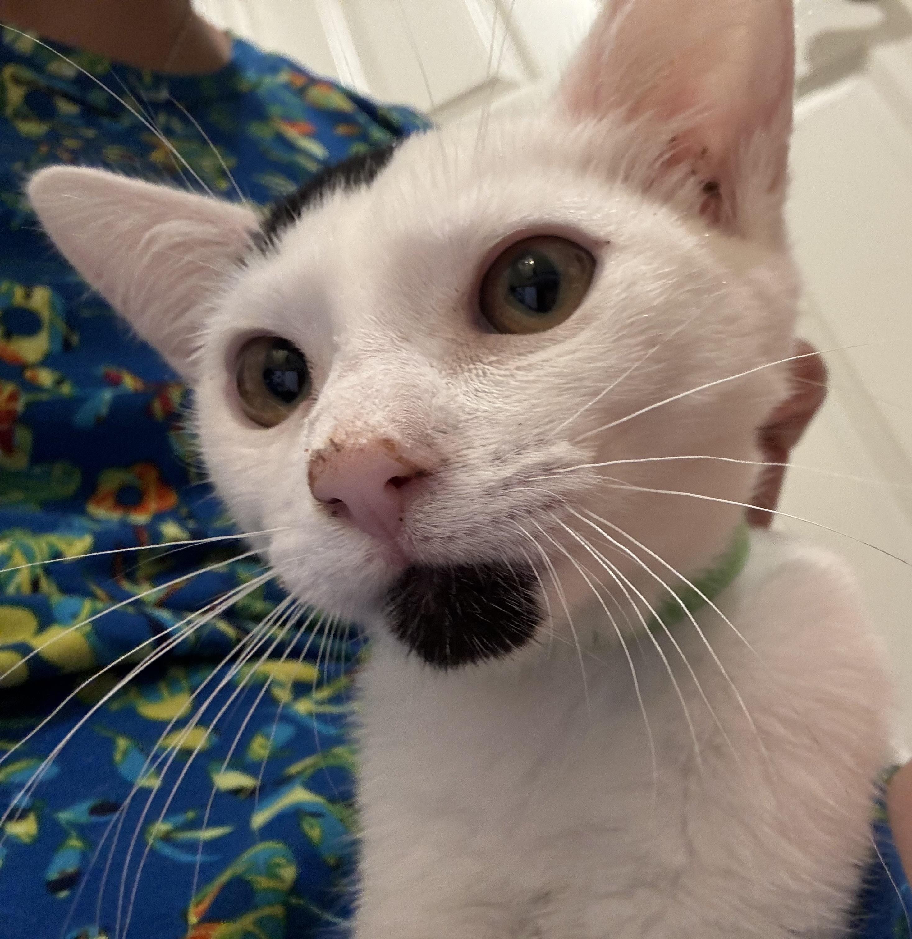 Sirius, Adoptable, Young Female Domestic Short Hair.