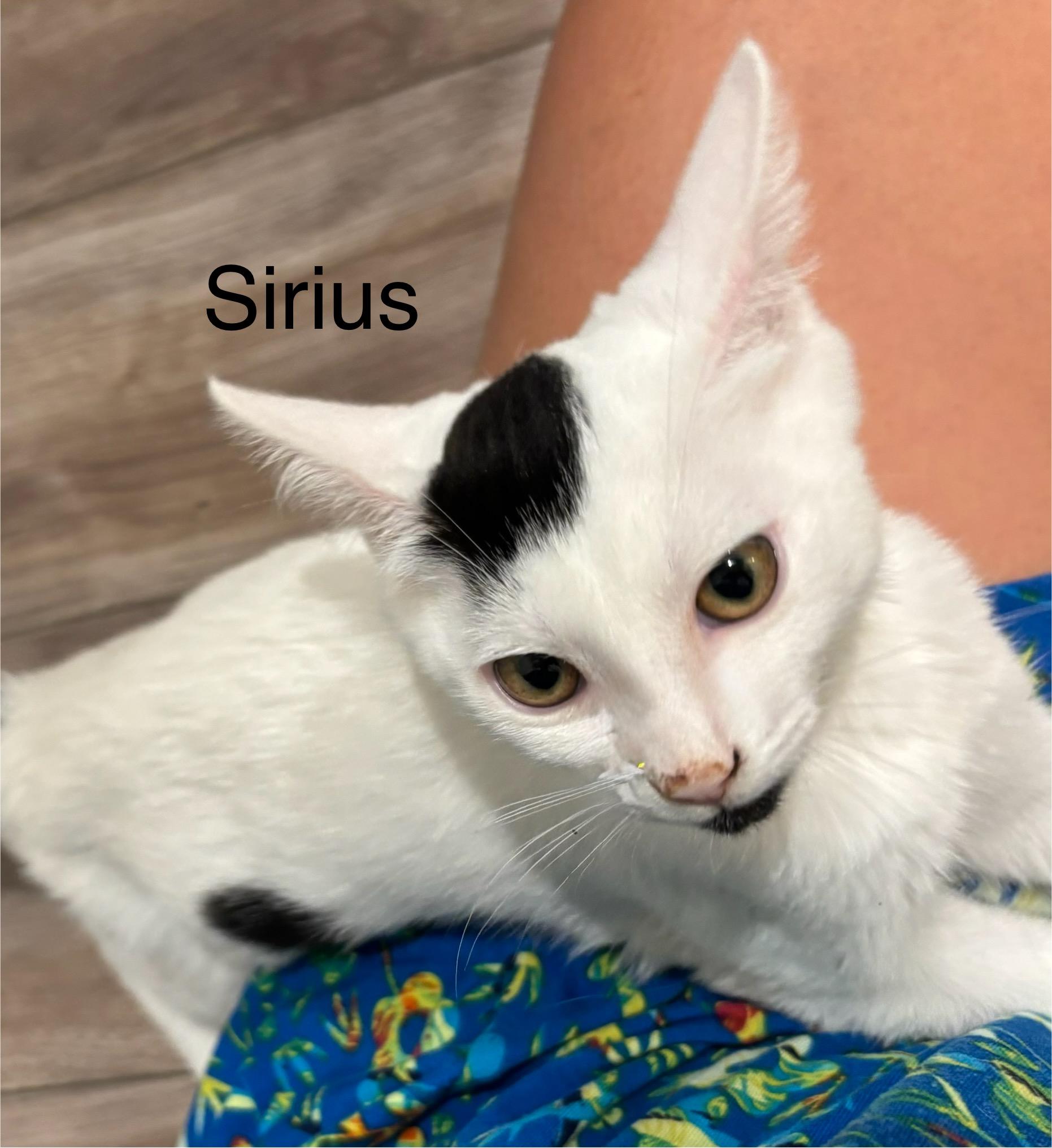 Enlarge Sirius, a Adoptable Domestic Short Hair image 3/3